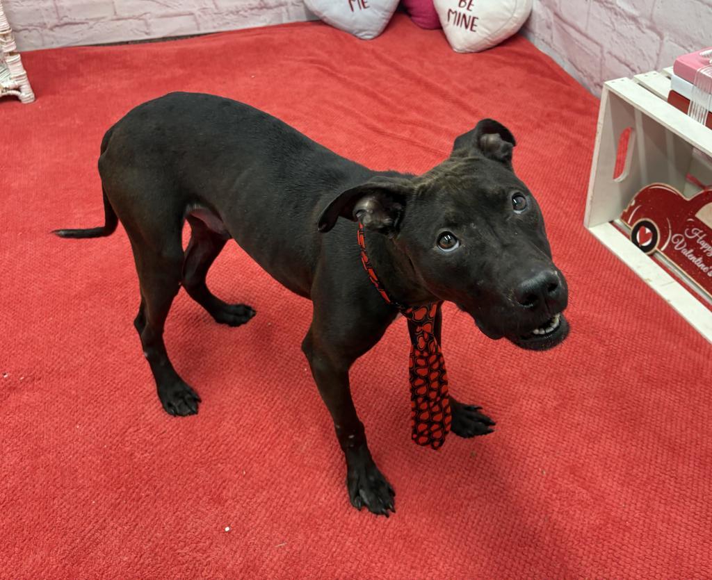 Enlarge Mathlete Tim Pak, a Adoptable mixed breed in Detroit, MI image 6/6