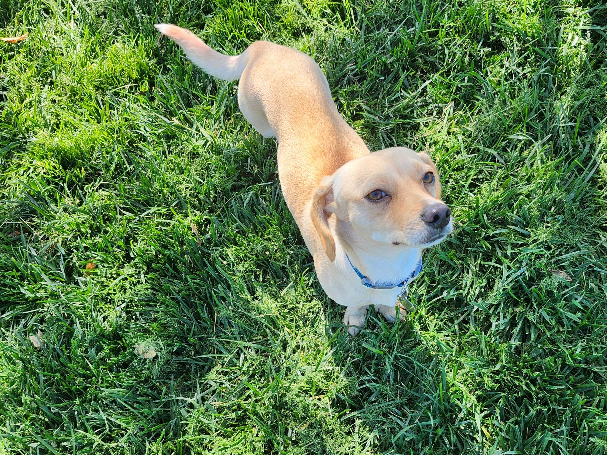 Rex, Adoptable, Young Male Beagle.
