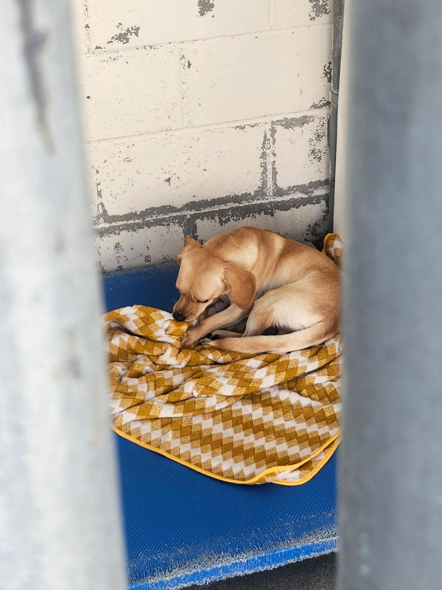 Enlarge Rex, a Adoptable mixed breed in Sacramento, CA image 3/5