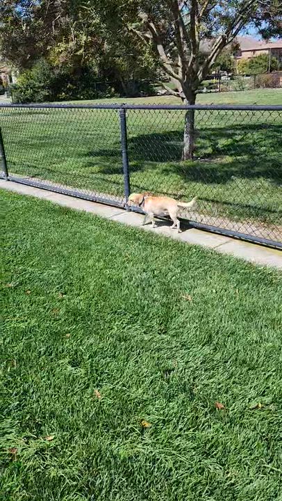 Enlarge Rex, a Adoptable mixed breed in Sacramento, CA video 2/5