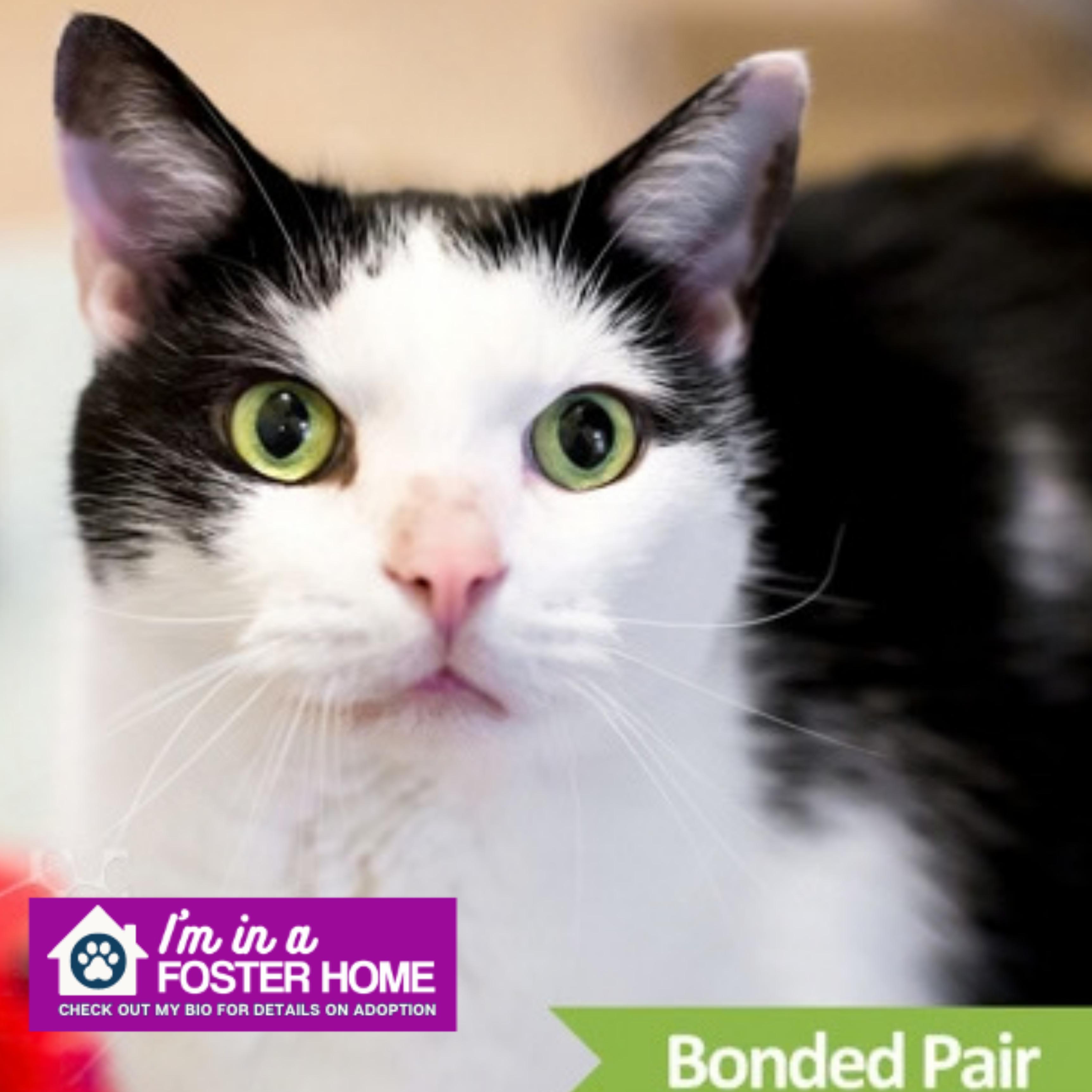 Panda (bonded w/ Tiger), Adoptable, Senior Male Domestic Short Hair.