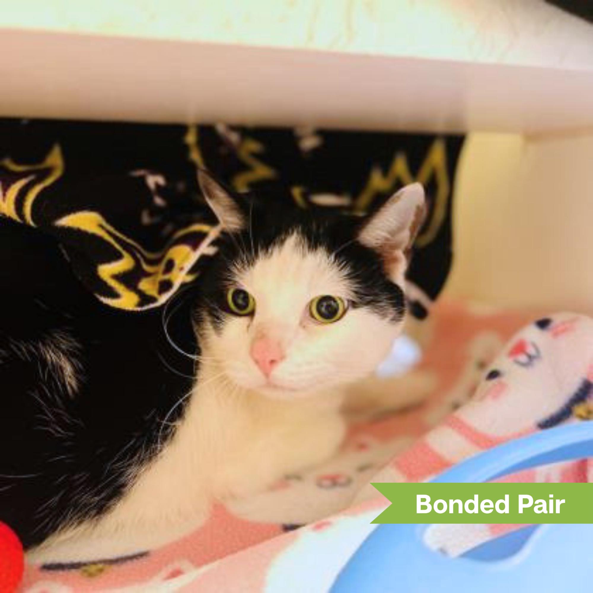 Enlarge Panda (bonded w/ Tiger), a Adoptable Domestic Short Hair in Reisterstown, MD image 3/3