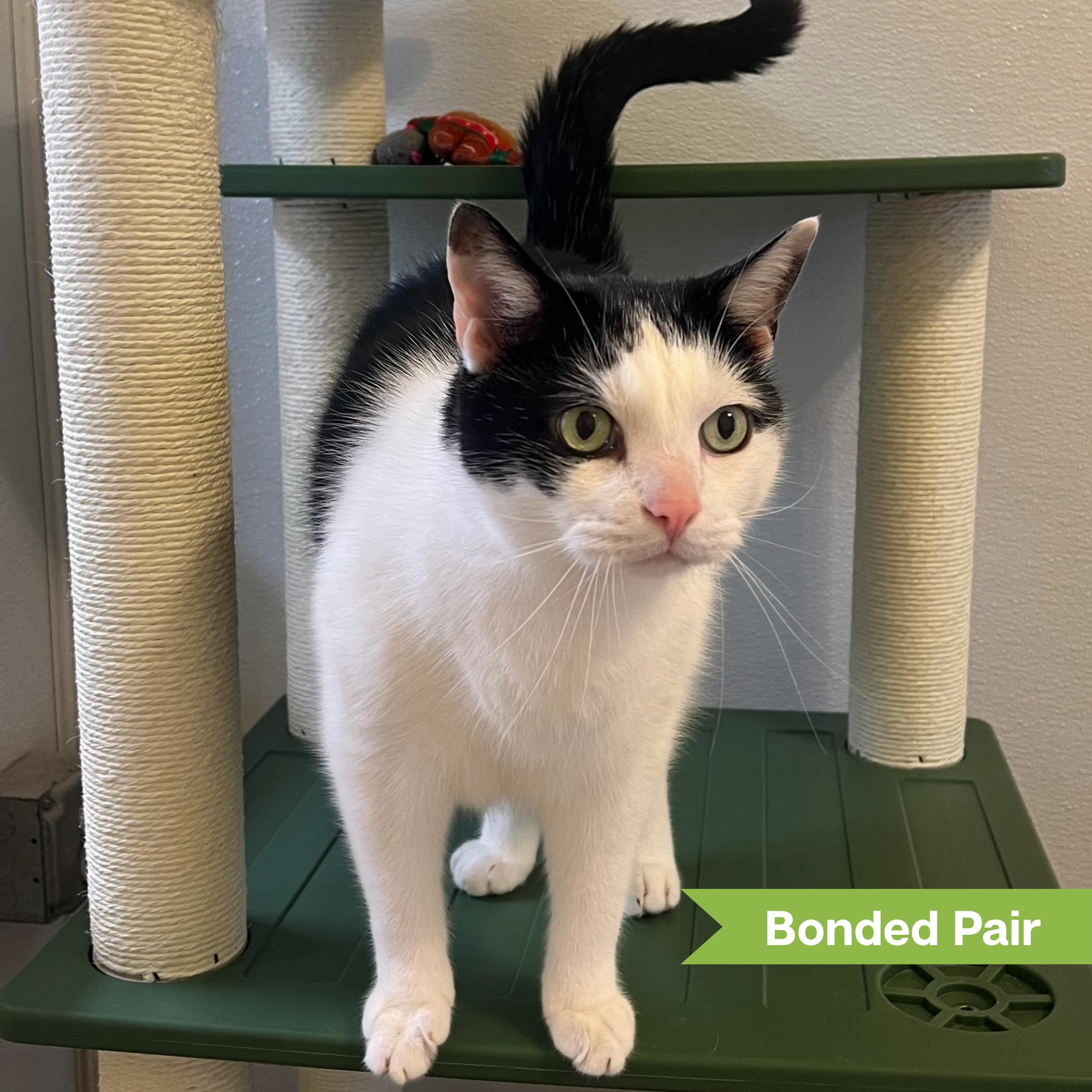 Enlarge Panda (bonded w/ Tiger), a Adoptable Domestic Short Hair in Reisterstown, MD image 2/3