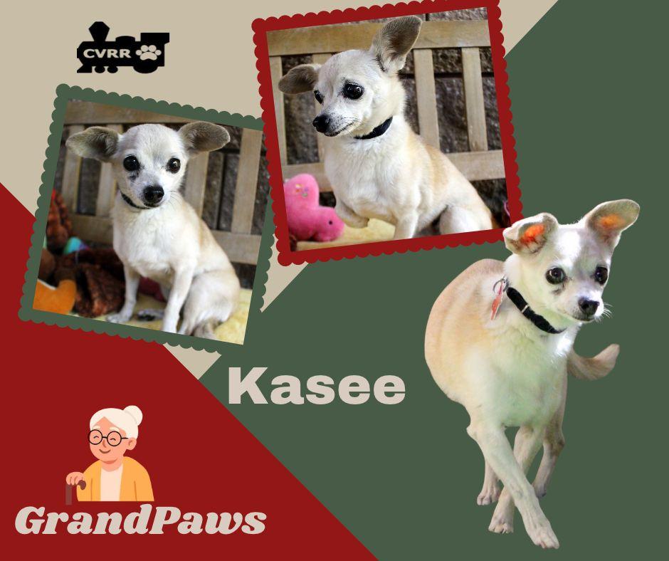 Enlarge Kacee (GrandPaws), a Adoptable Chihuahua in LINDSAY, CA image 1/1
