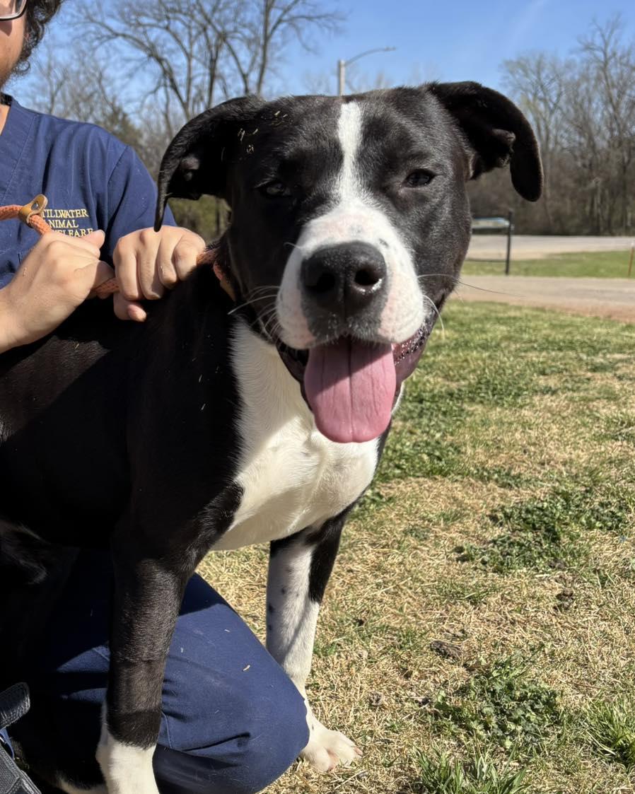 Audi, a ADOPTABLE mixed breed in Stillwater, OK image 1/2
