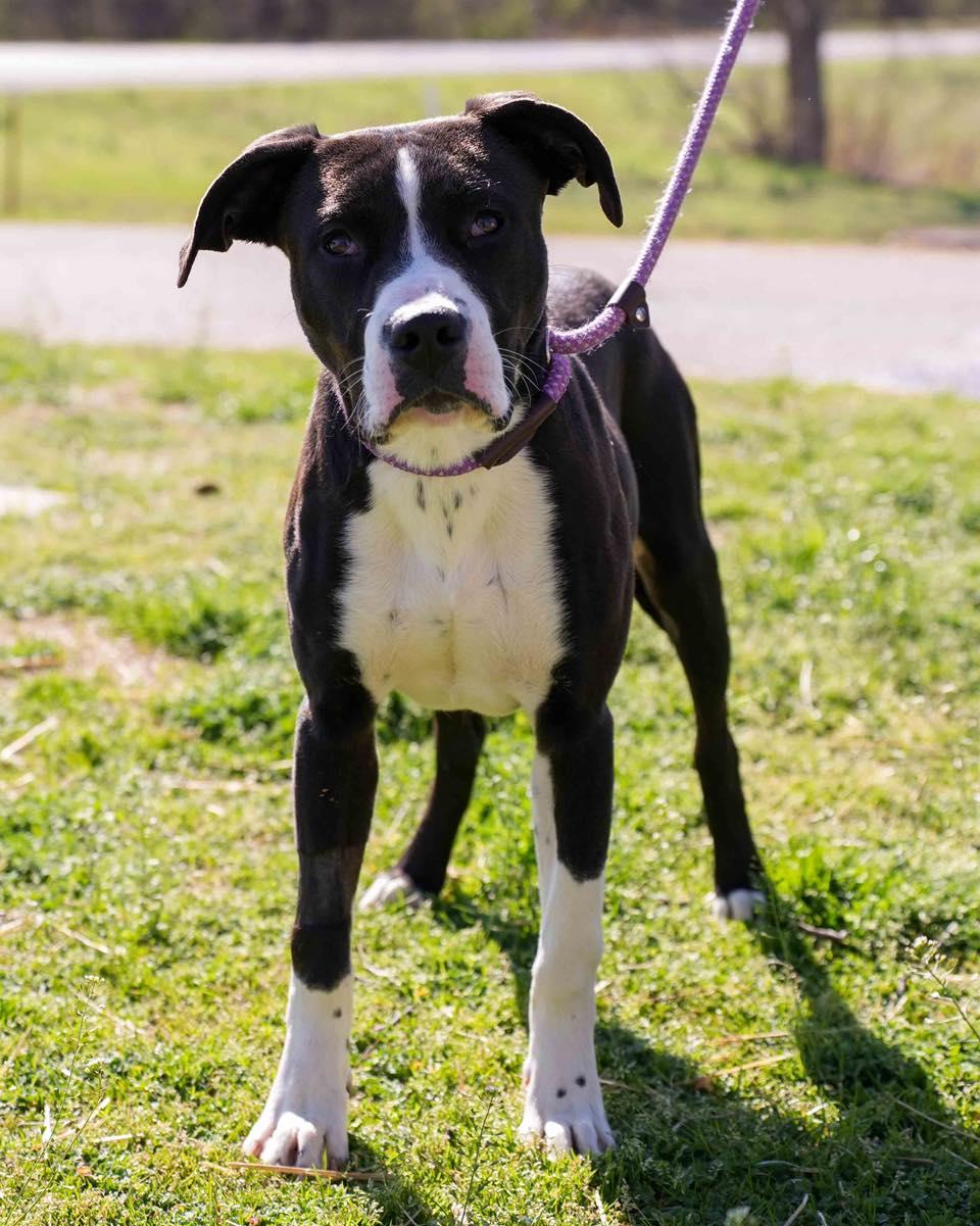 Audi, a ADOPTABLE mixed breed in Stillwater, OK image 2/2