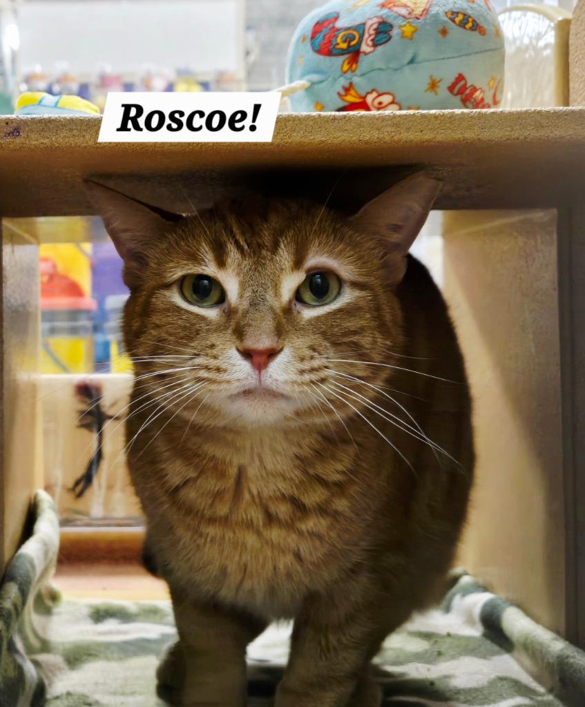 Enlarge Roscoe, a Adoptable mixed breed in San Antonio, TX image 1/1