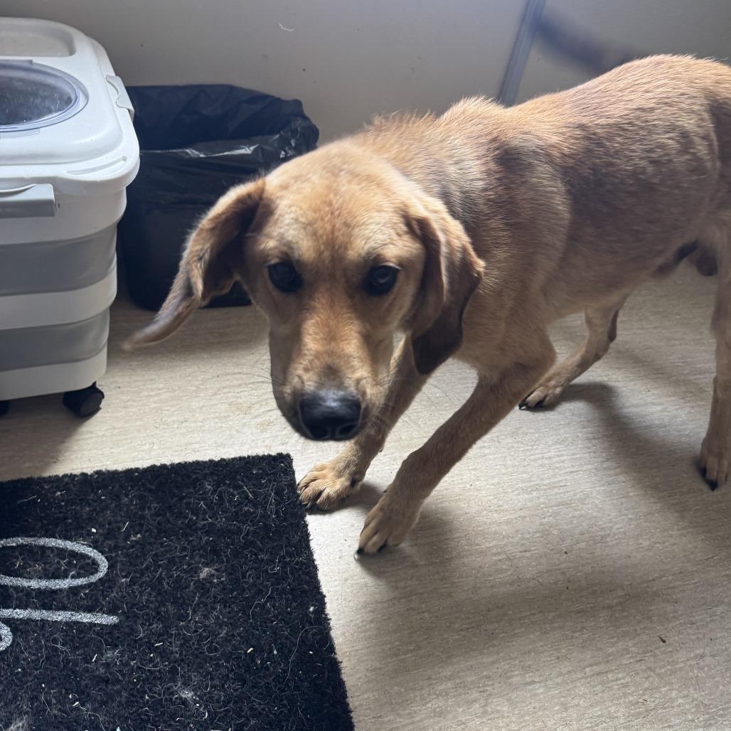 Sunny, Adoptable, Young Male Mixed Breed.