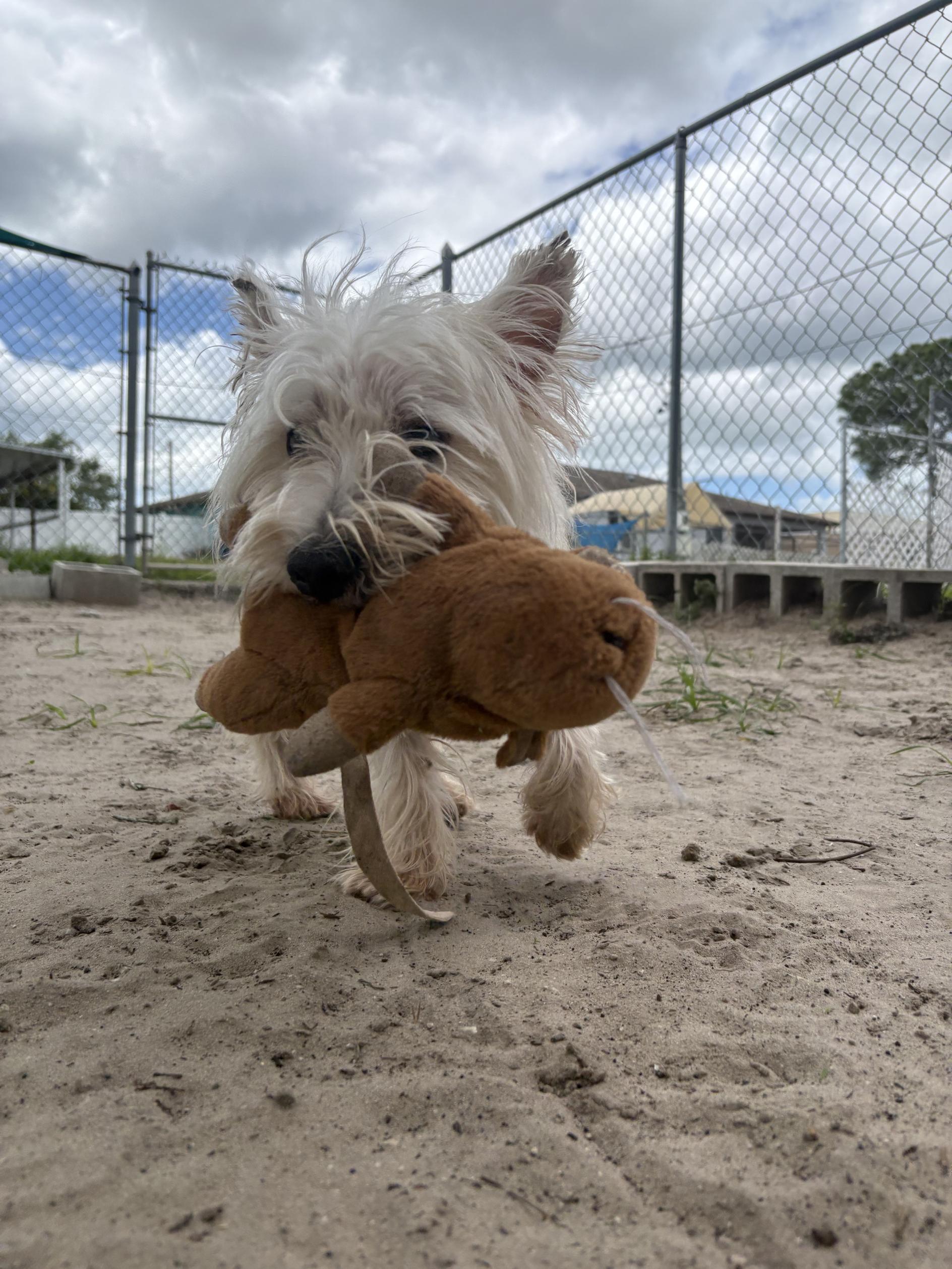 Enlarge Sir Arthur, an adopted West Highland White Terrier / Westie in New Port Richey, FL image 2/3