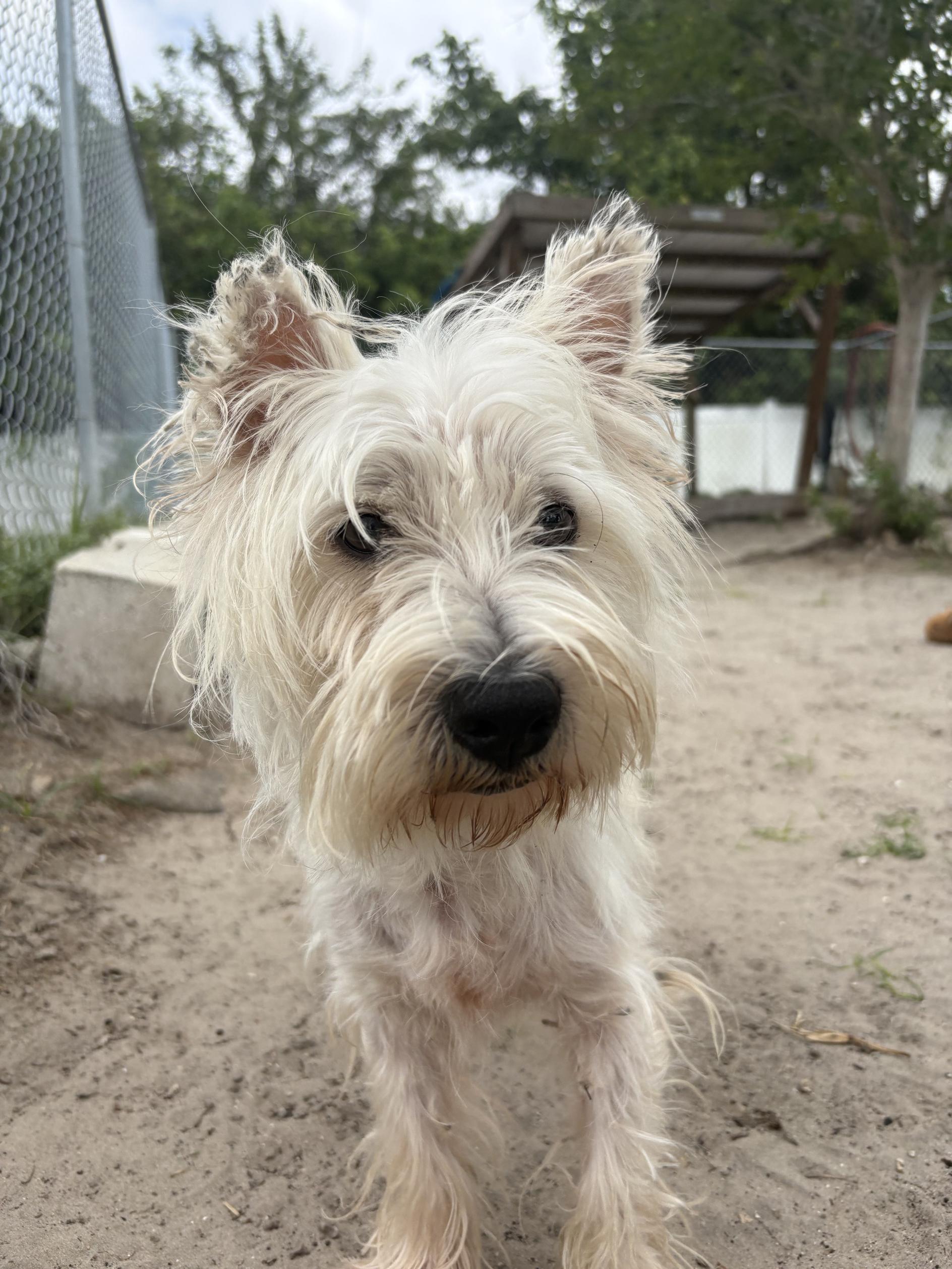 Sir Arthur, adopted, Adult Male West Highland White Terrier / Westie.