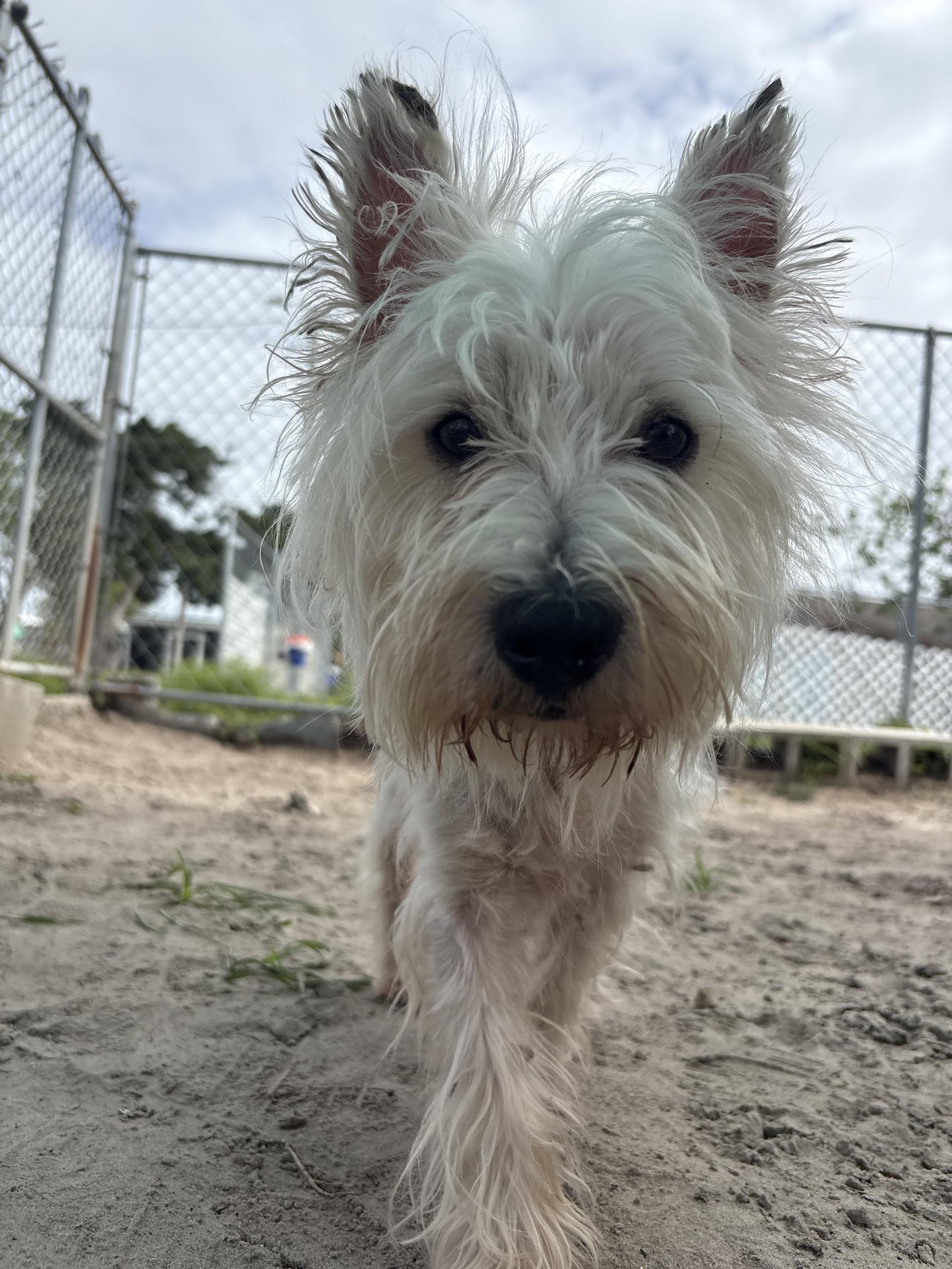 Enlarge Sir Arthur, an adopted West Highland White Terrier / Westie in New Port Richey, FL image 3/3