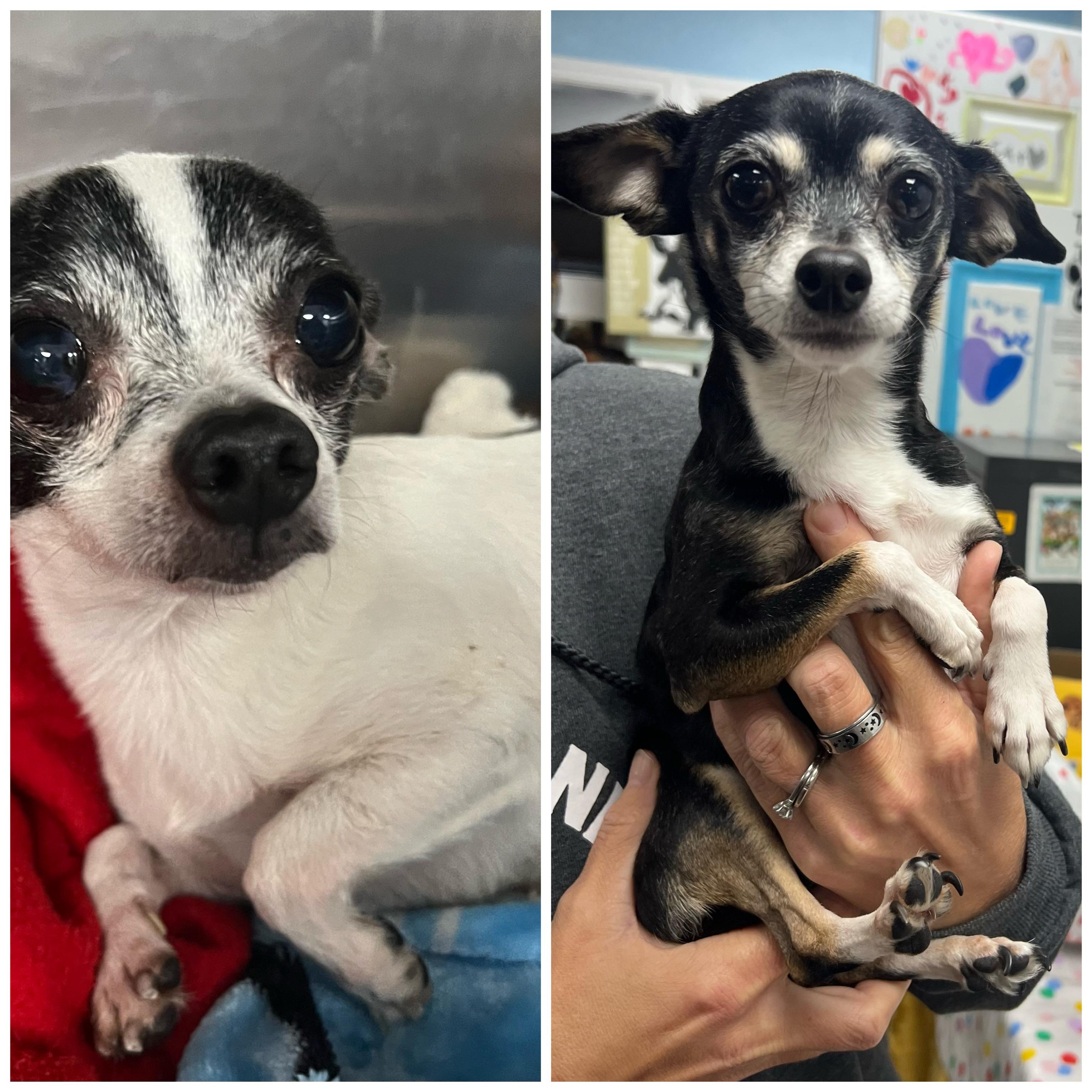 Kuji & Penny (bonded pair)