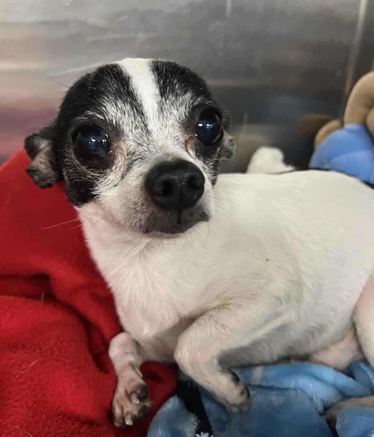 Kuji & Penny (bonded pair)