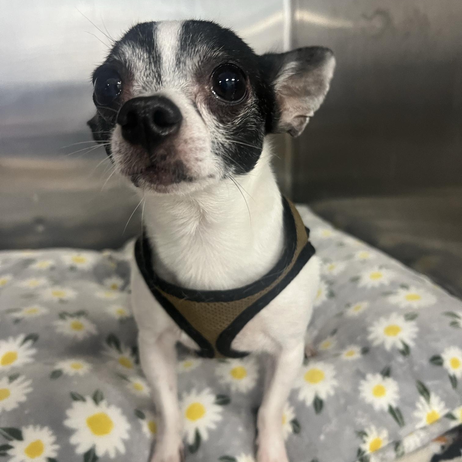 Kuji & Penny (bonded pair)