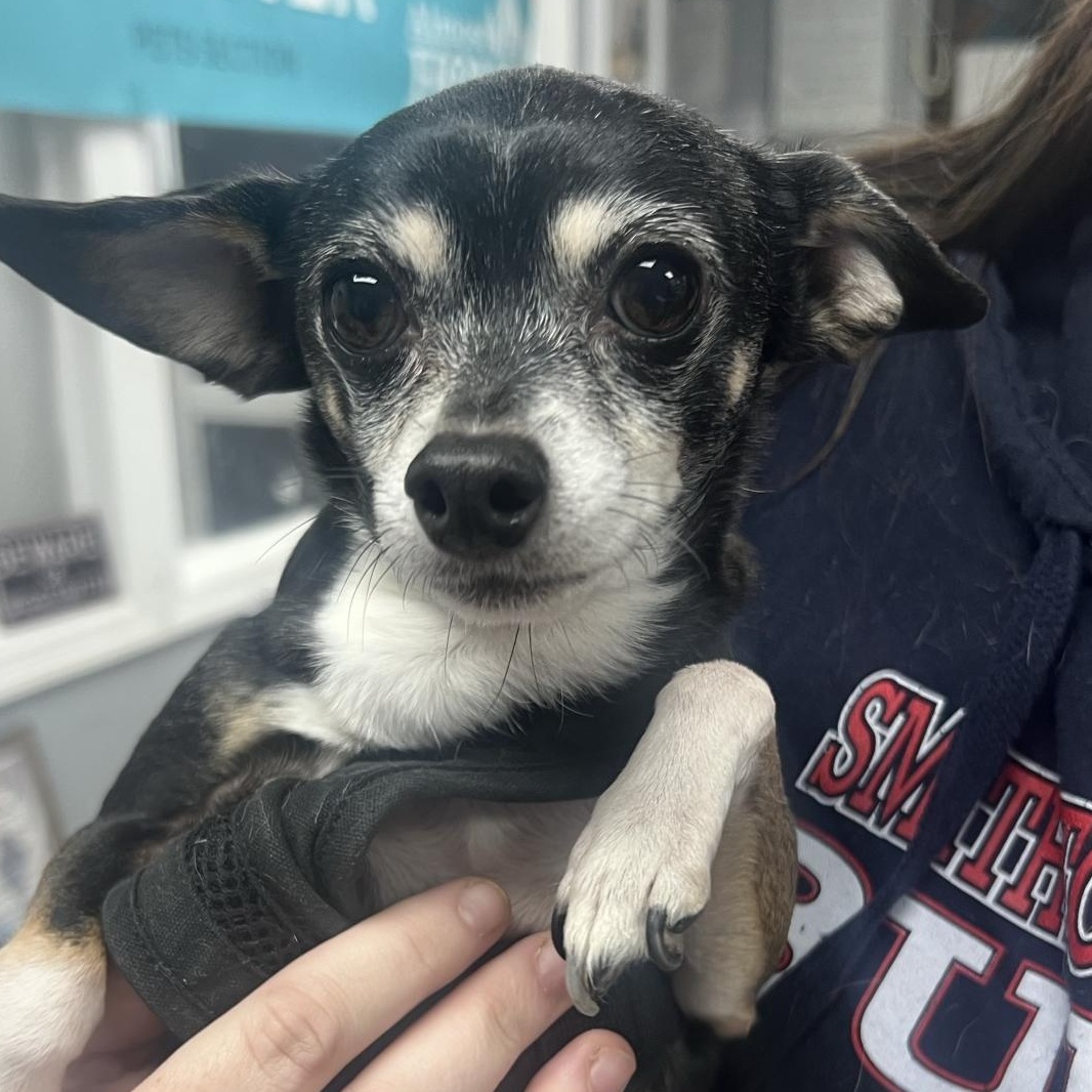 Kuji & Penny (bonded pair)