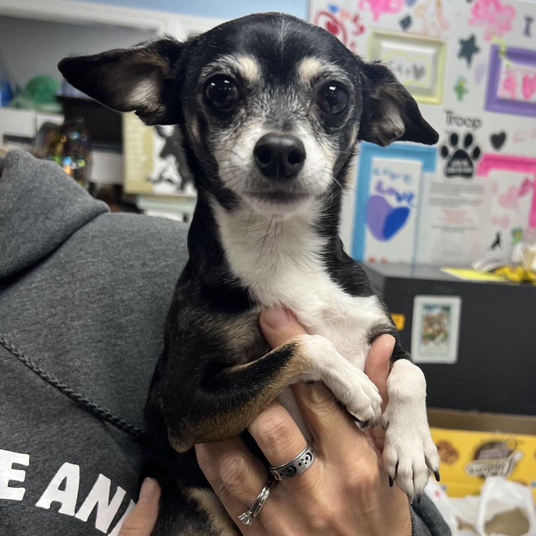 Kuji & Penny (bonded pair)