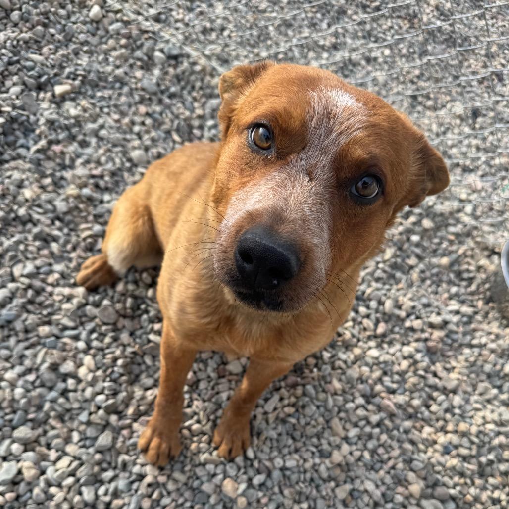Big Red, Adoptable, Adult Male Cattle Dog.
