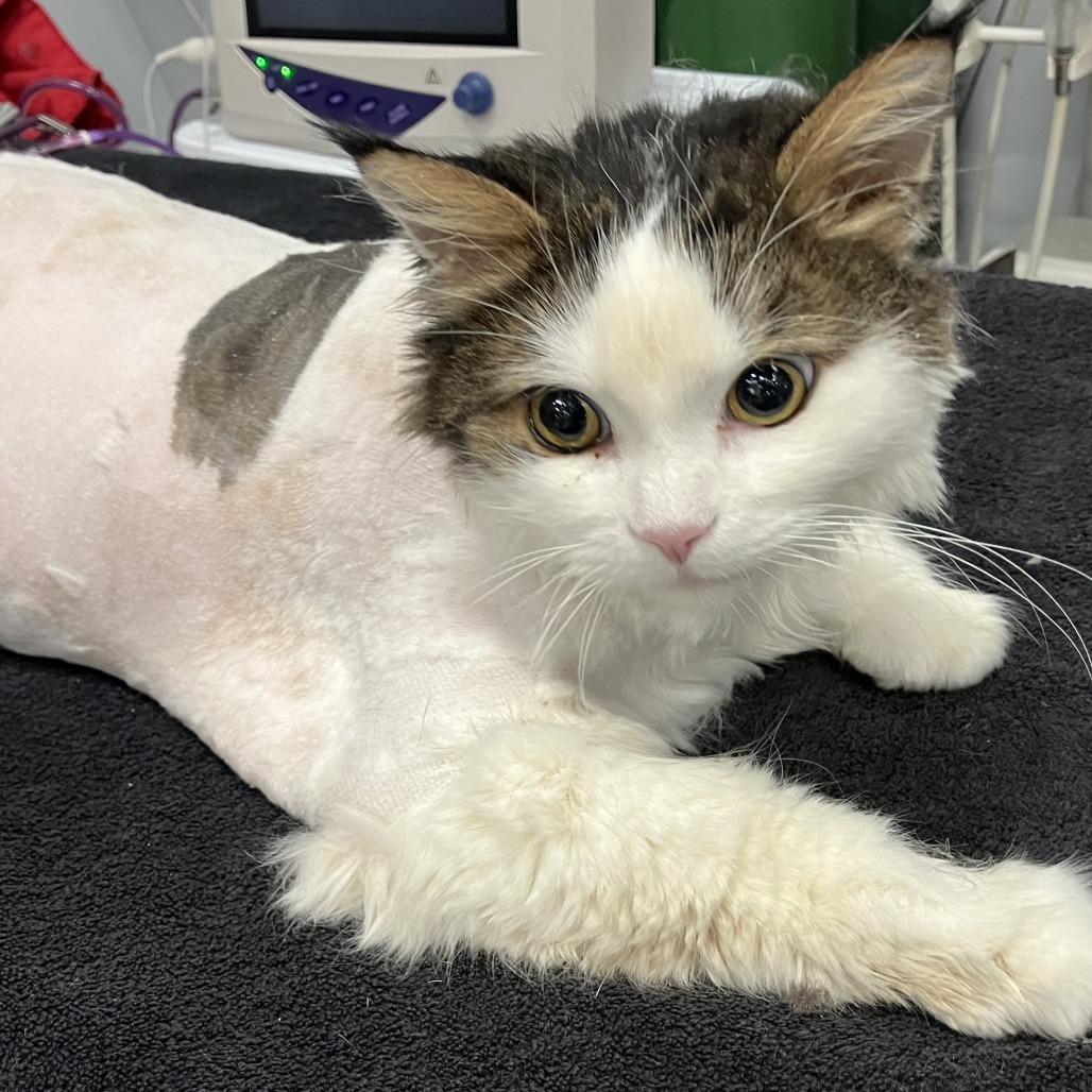 Monty C12842, Adoptable, Adult Male Siberian & Maine Coon.