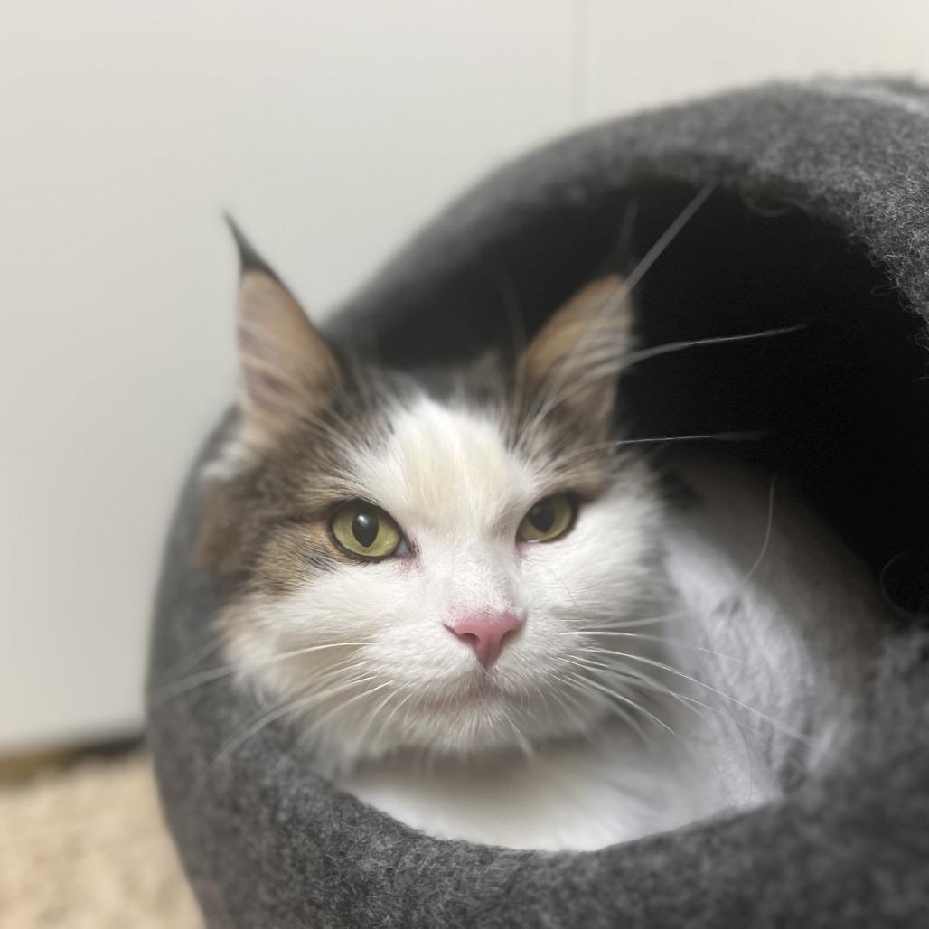 Enlarge Monty C12842, a Adoptable mixed breed in Minneapolis, MN image 2/3