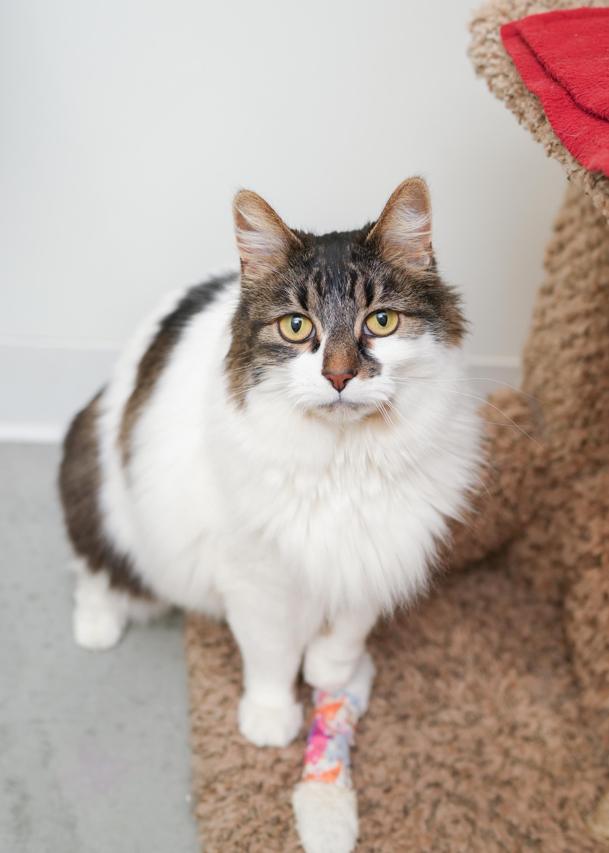 Enlarge Lucinda, a ADOPTABLE Domestic Long Hair in Boise, ID image 3/3