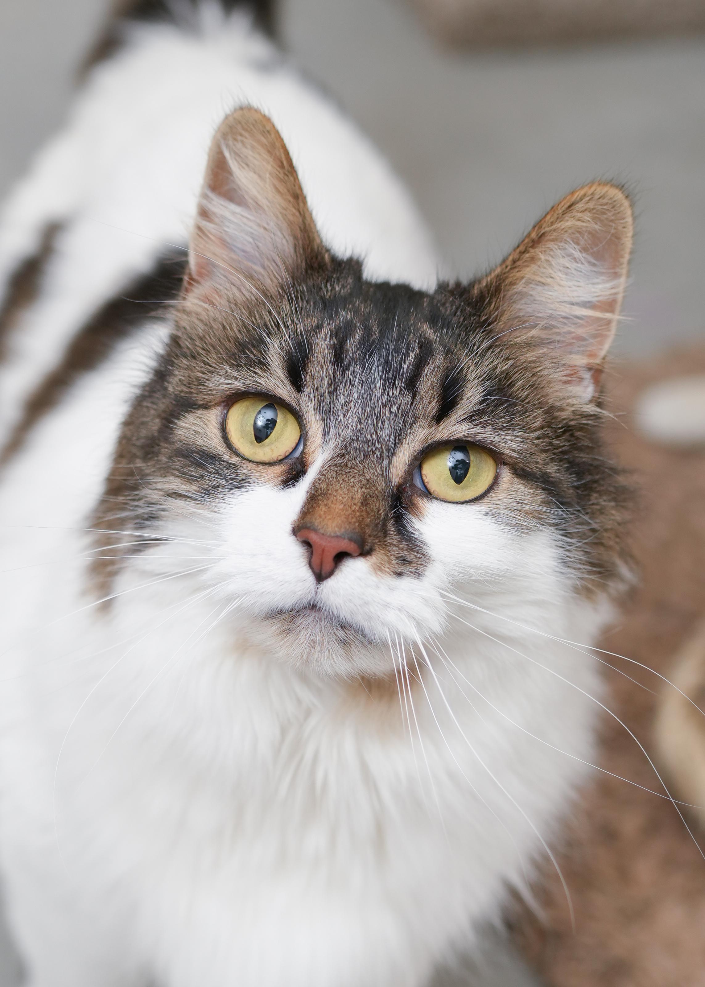 Lucinda, ADOPTABLE, Adult Female Domestic Long Hair.