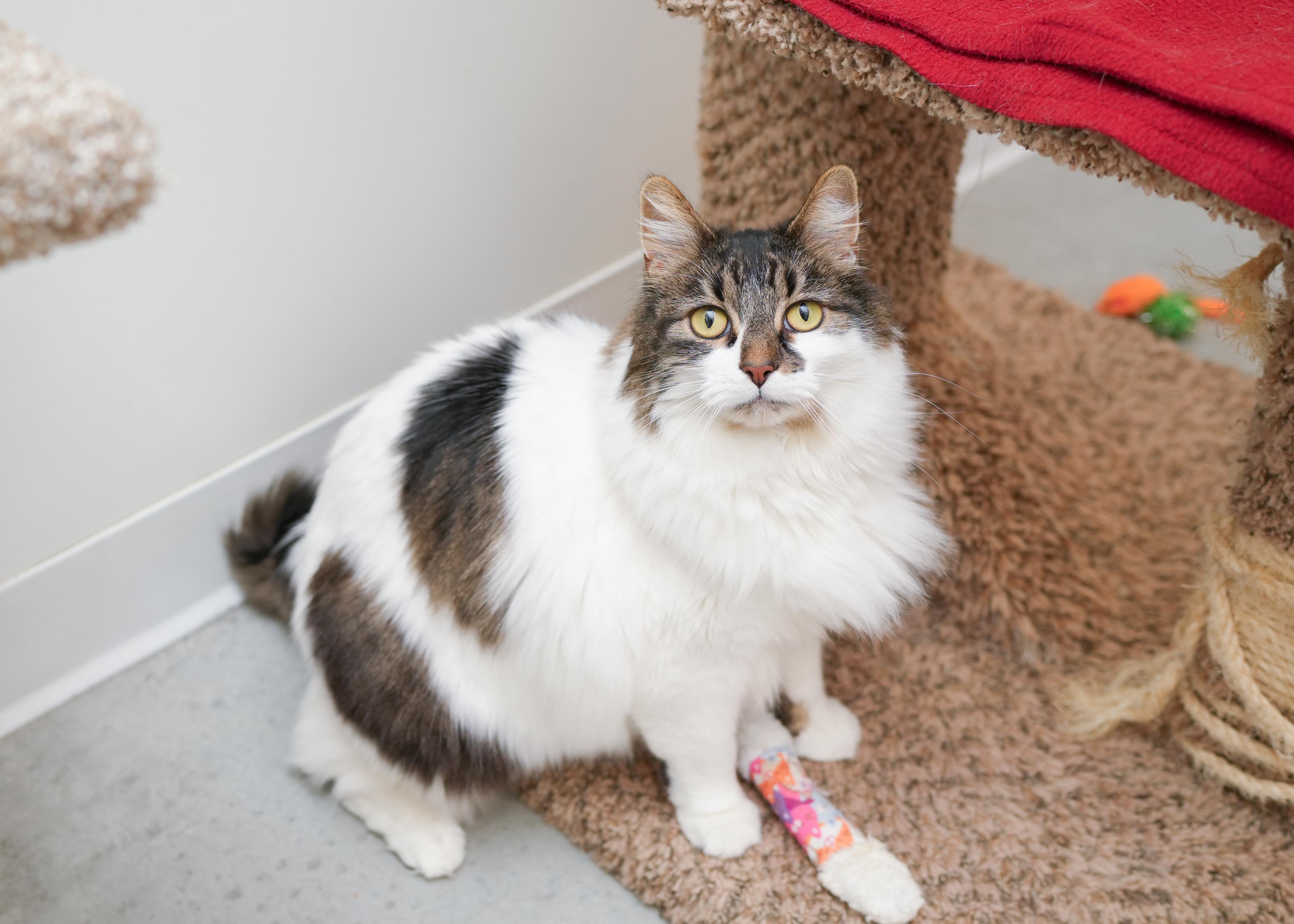 Enlarge Lucinda, a ADOPTABLE Domestic Long Hair in Boise, ID image 2/3