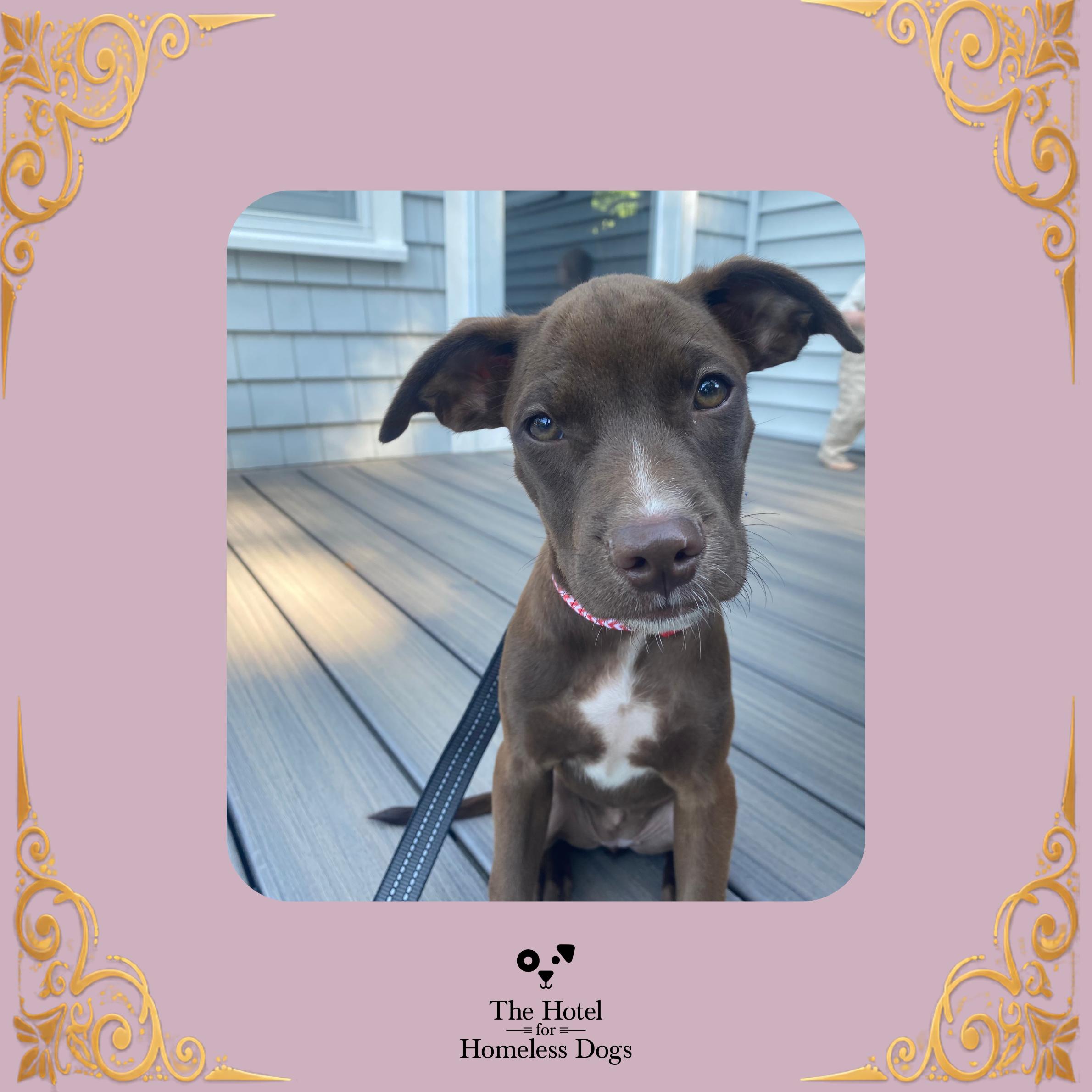 Everly, adopted, Puppy Female Mixed Breed.