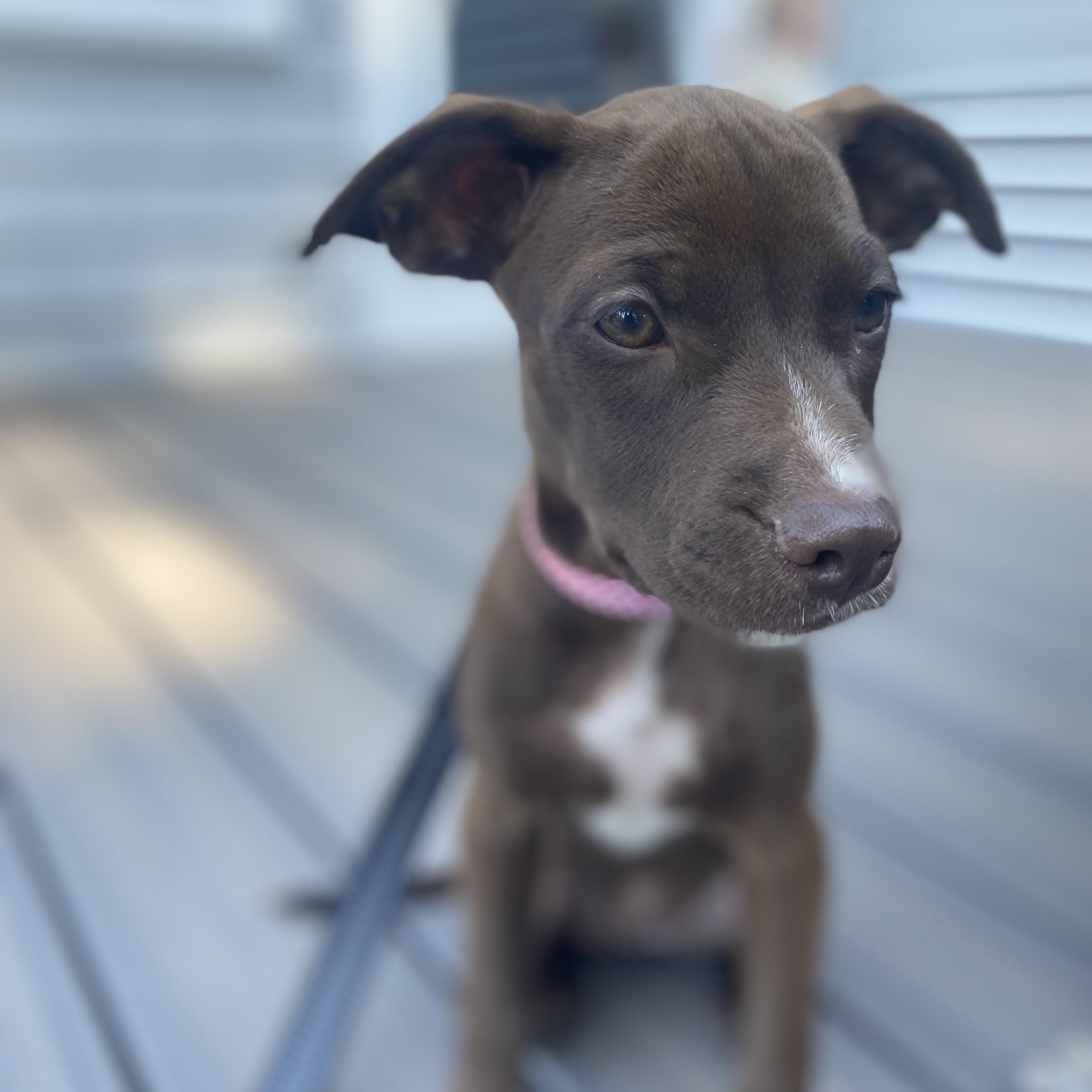 Enlarge Everly, an adopted mixed breed in Cumberland, RI image 5/6