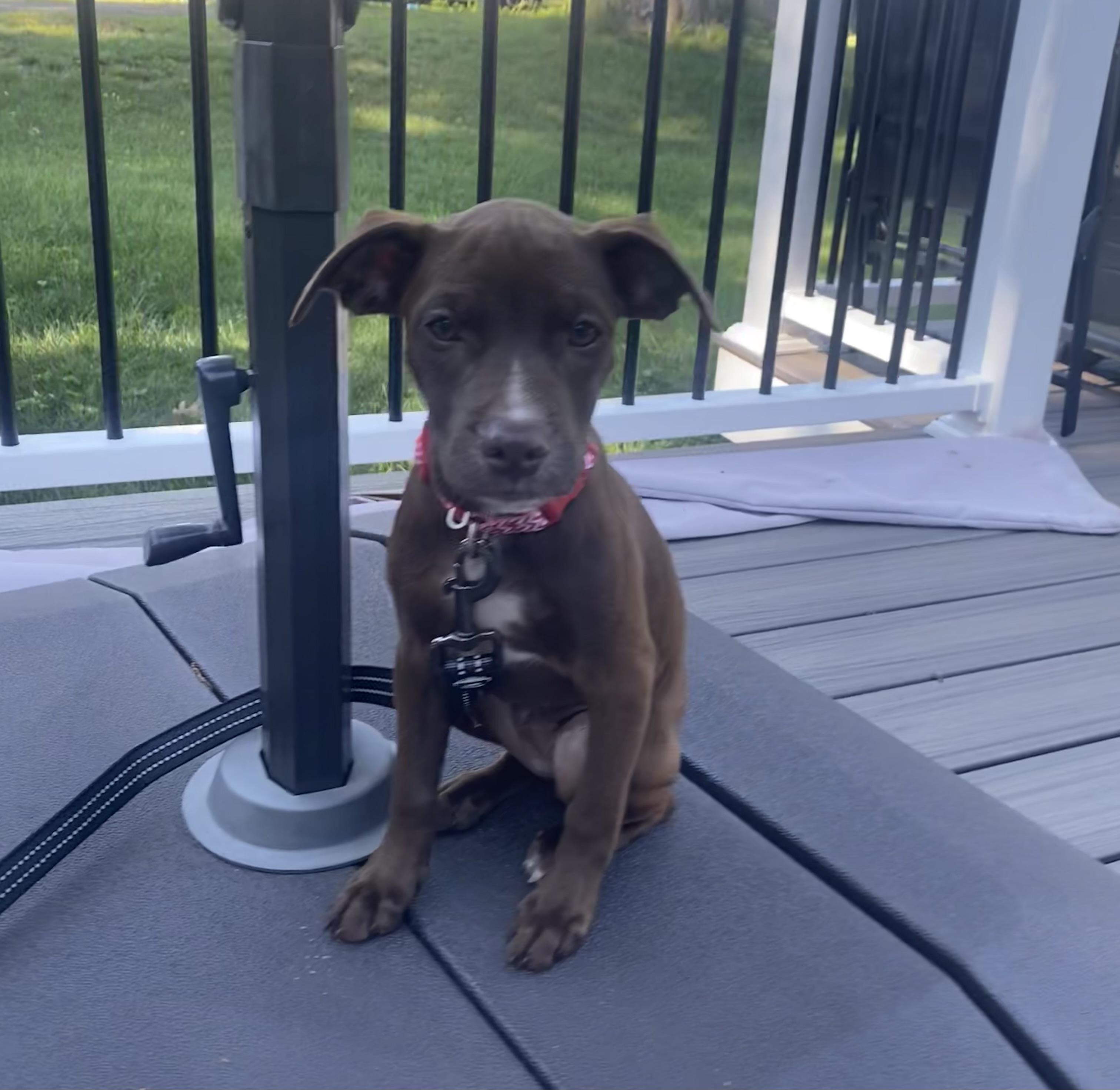 Enlarge Everly, an adopted mixed breed in Cumberland, RI image 2/6