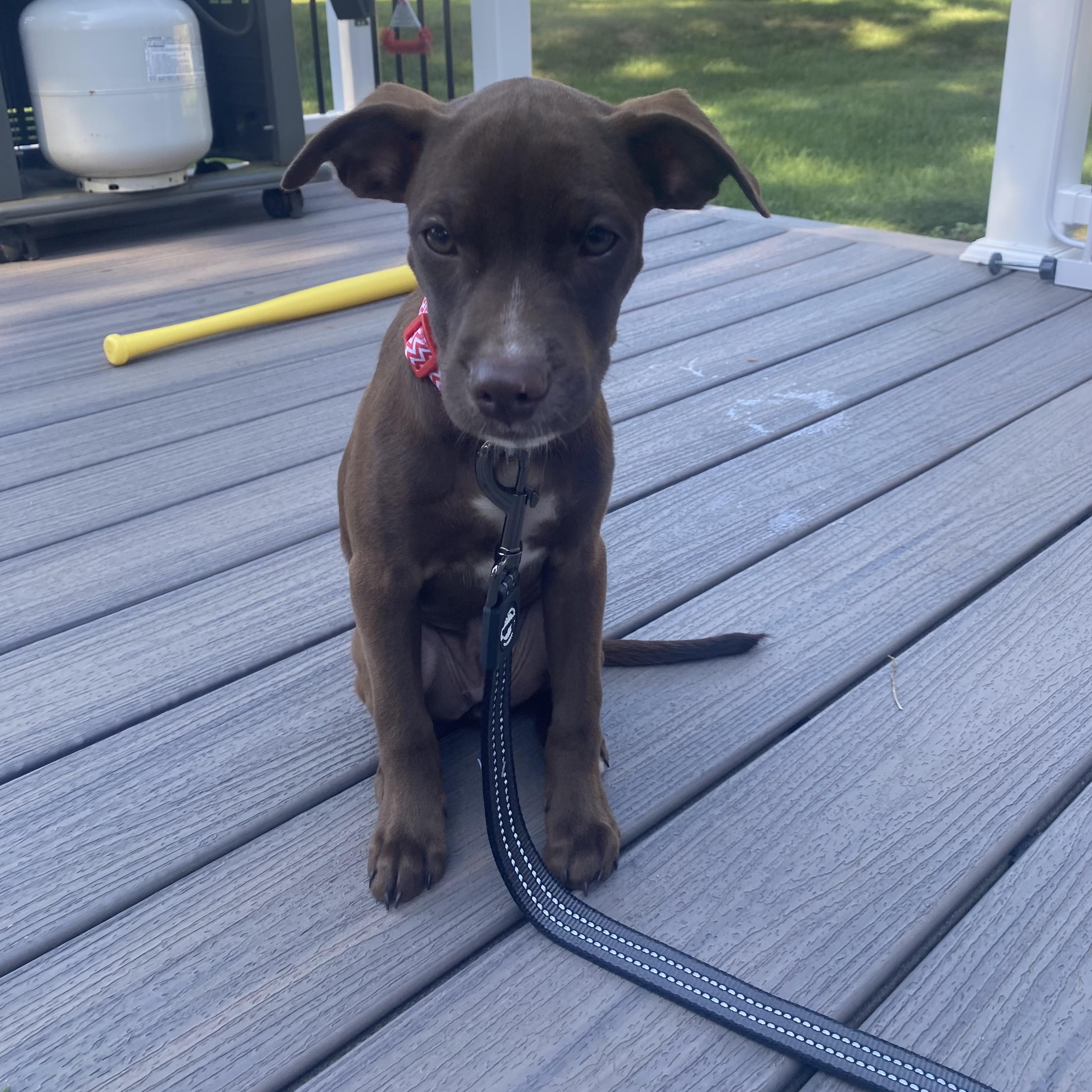 Enlarge Everly, an adopted mixed breed in Cumberland, RI image 4/6