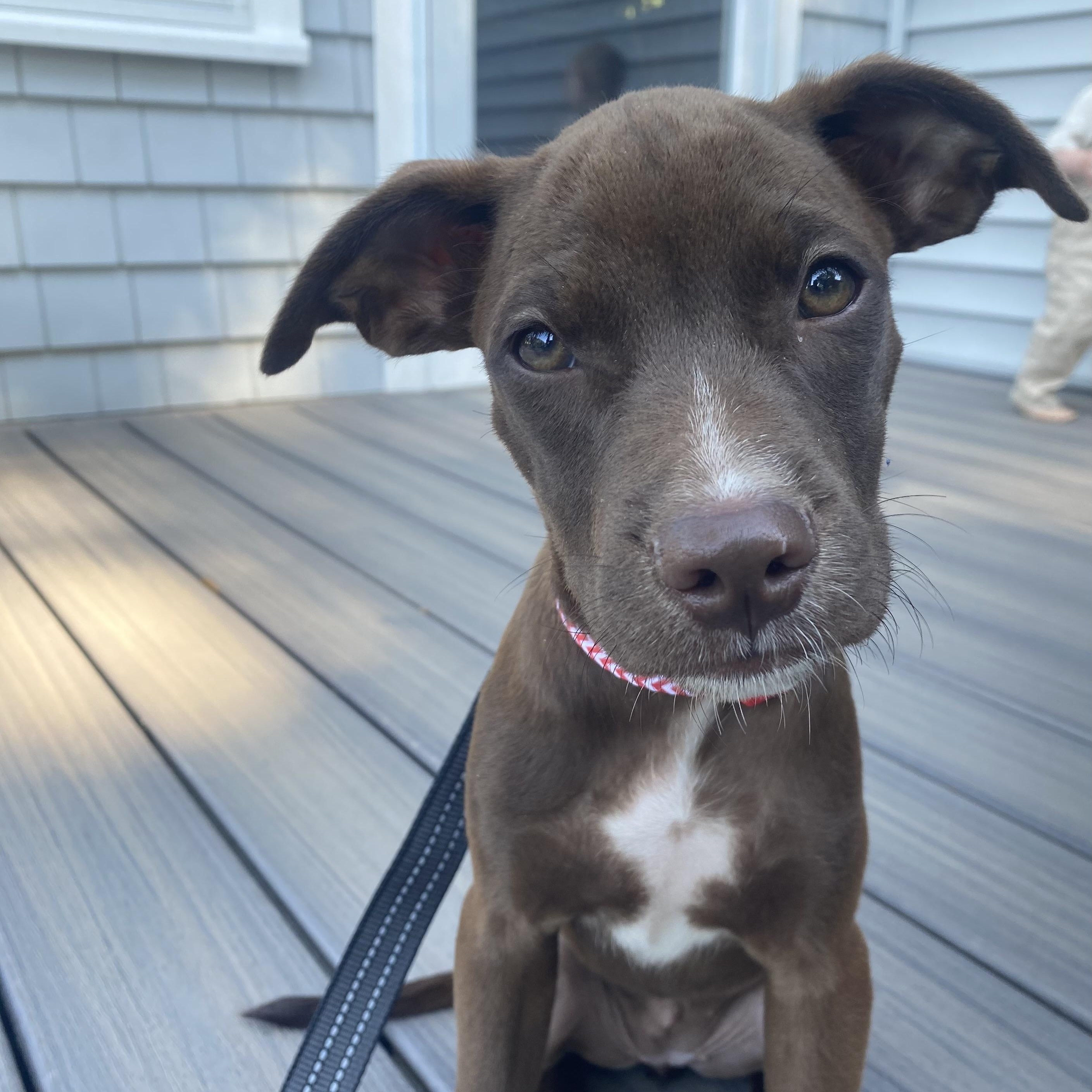 Enlarge Everly, an adopted mixed breed in Cumberland, RI image 6/6
