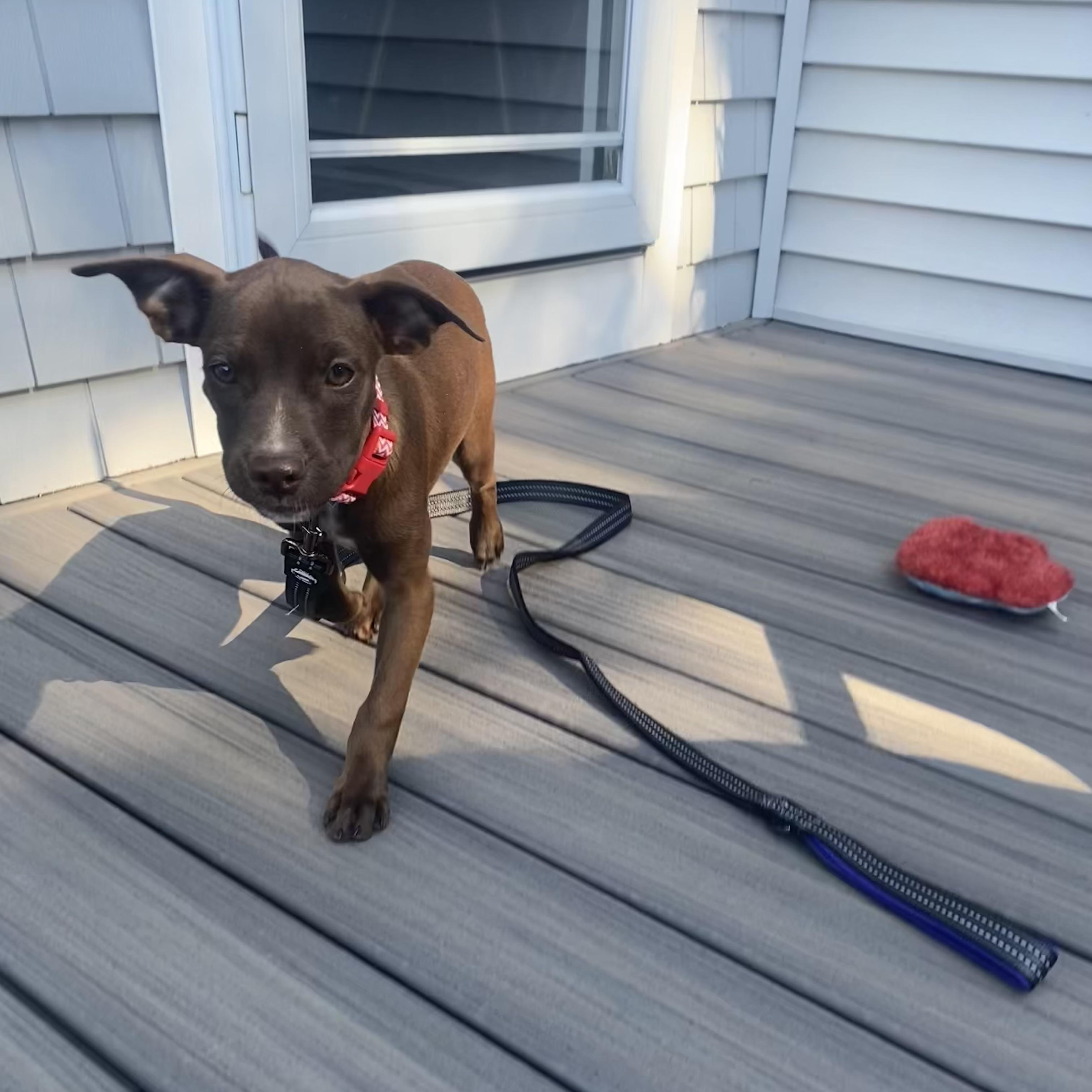 Enlarge Everly, an adopted mixed breed in Cumberland, RI image 3/6