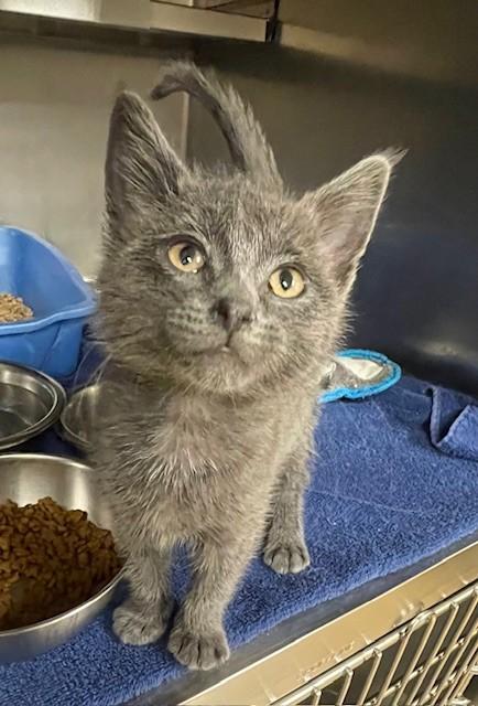 Gandolph, ADOPTABLE, Young Male Domestic Short Hair.