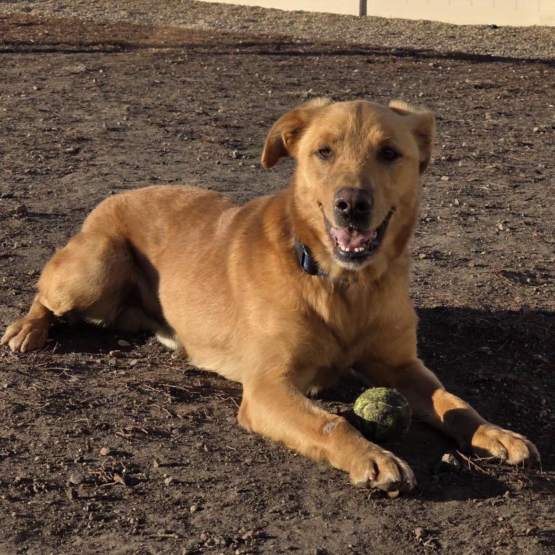 Enlarge Diesel, a Adoptable mixed breed in Yankton, SD image 1/5