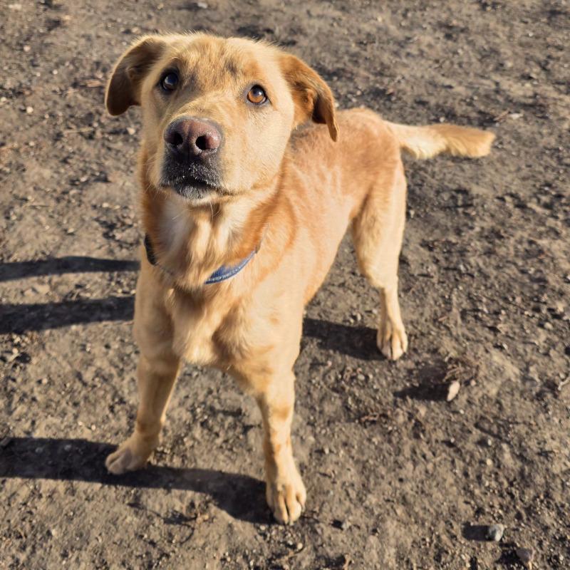 Enlarge Diesel, a Adoptable mixed breed in Yankton, SD image 2/5