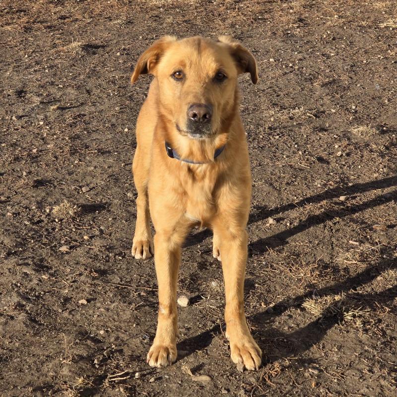 Enlarge Diesel, a Adoptable mixed breed in Yankton, SD image 3/5