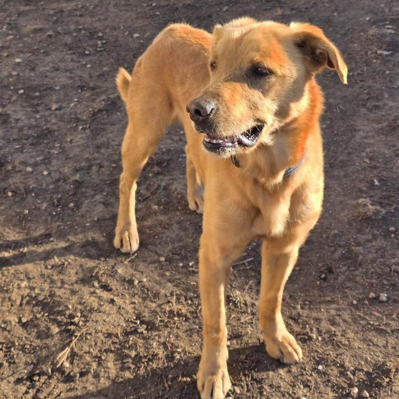 Enlarge Diesel, a Adoptable mixed breed in Yankton, SD image 4/5