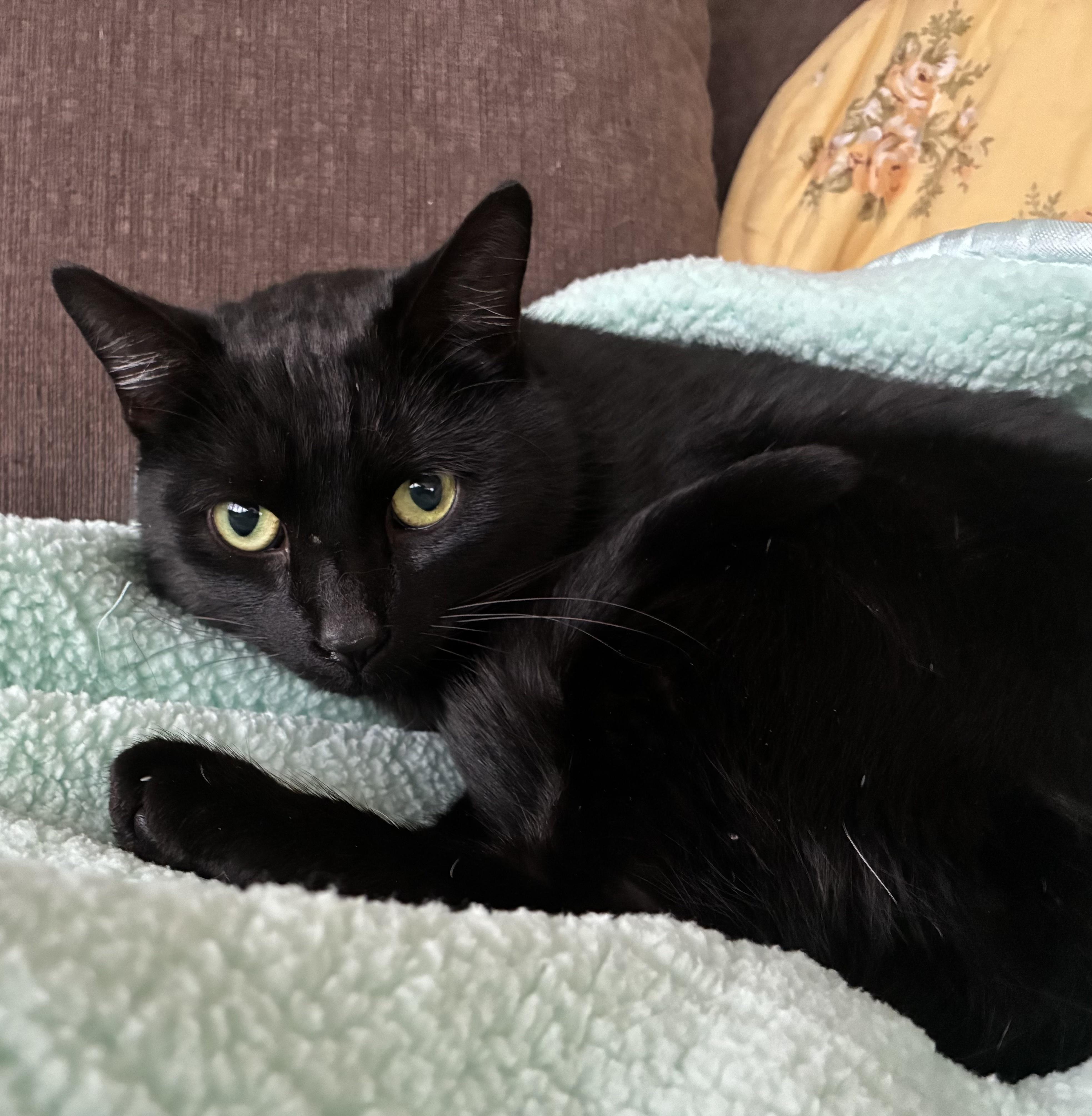 Enlarge Trammell, a ADOPTABLE Tuxedo in Upper Sandusky, OH image 1/1