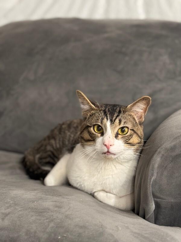 Marino, Adoptable, Adult Male Domestic Short Hair & Domestic Short Hair.