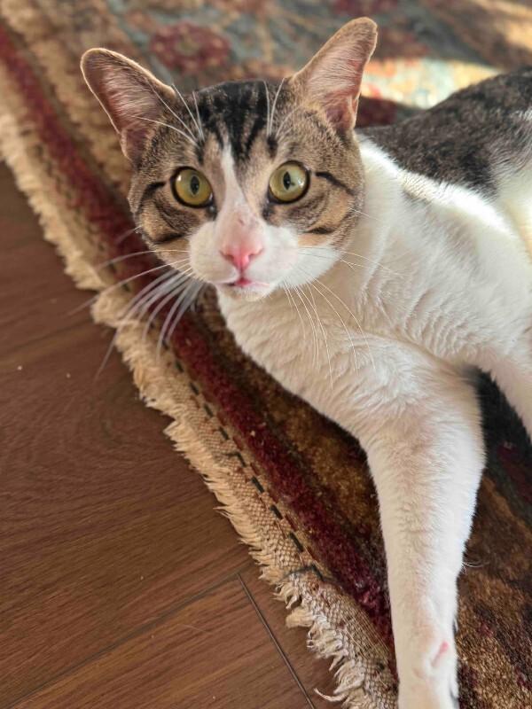 Marino, a Adoptable mixed breed in Fort Collins, CO image 2/6