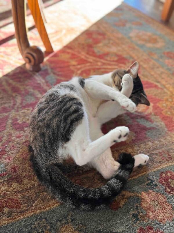 Marino, a Adoptable mixed breed in Fort Collins, CO image 3/6