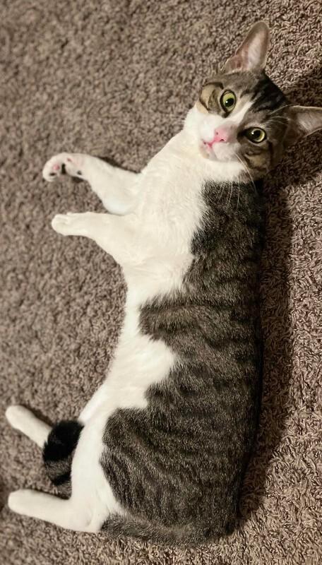 Marino, a Adoptable mixed breed in Fort Collins, CO image 4/6