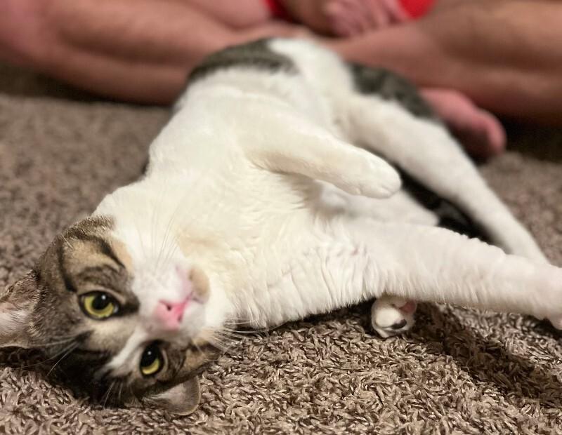 Marino, a Adoptable mixed breed in Fort Collins, CO image 5/6