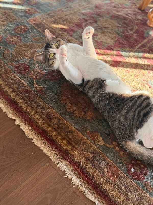 Marino, a Adoptable mixed breed in Fort Collins, CO image 6/6