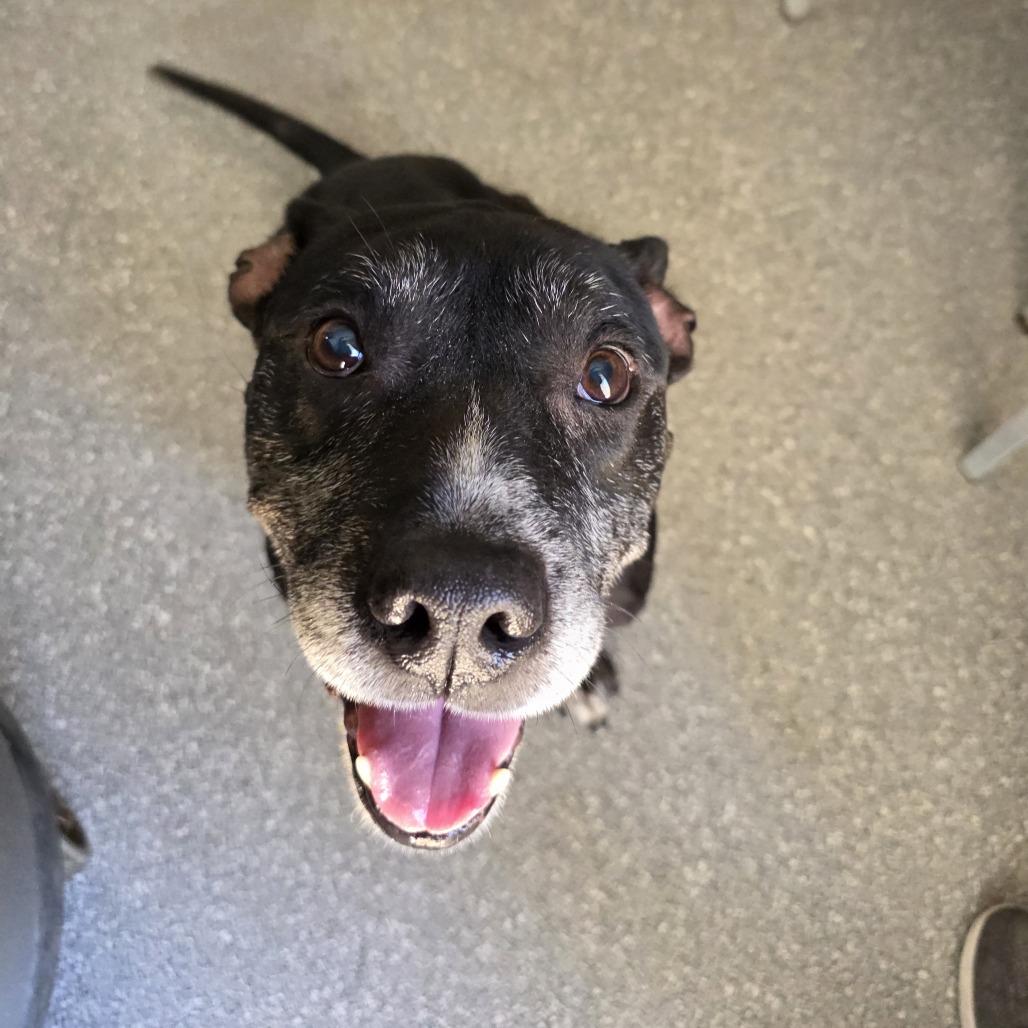 Winston Furchill, Adoptable, Senior Male English Bulldog.