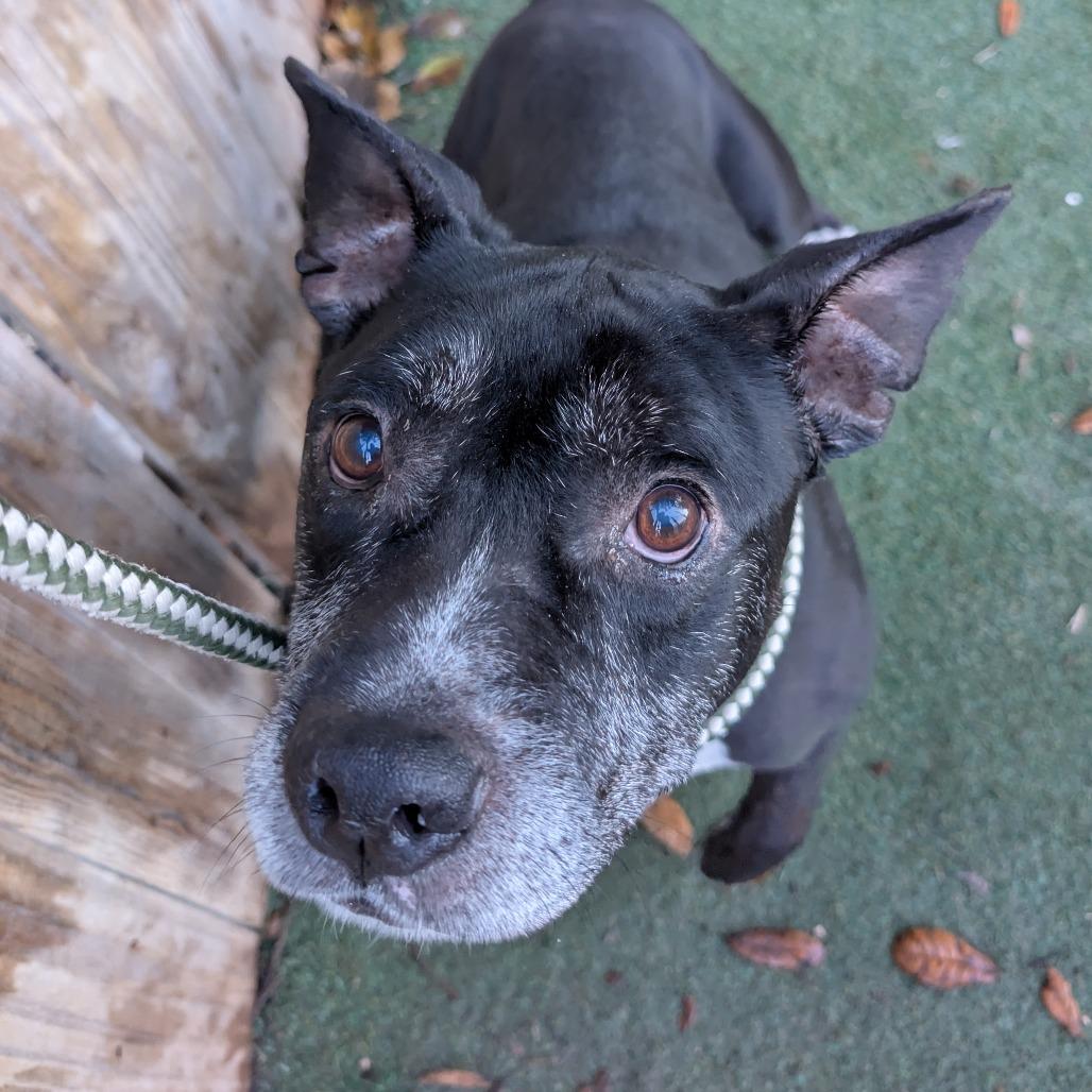 Enlarge Winston Furchill, a Adoptable English Bulldog in Lakeland, FL image 3/4