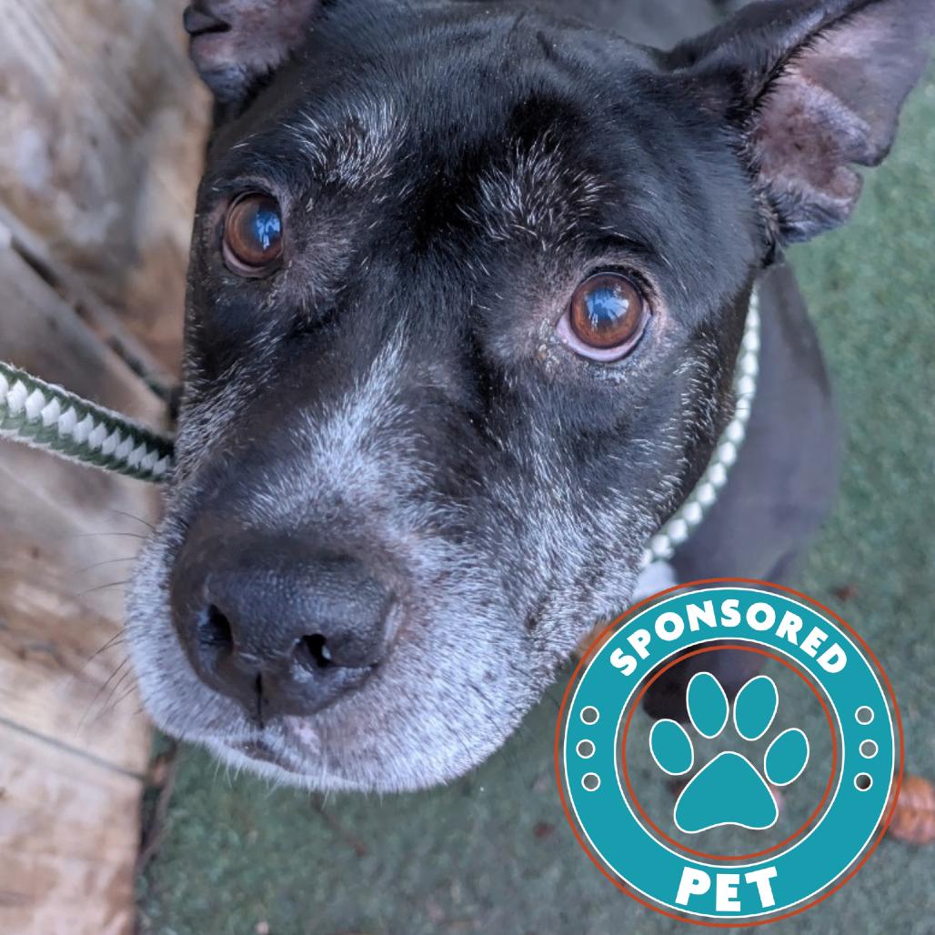 Enlarge Winston Furchill, a Adoptable English Bulldog in Lakeland, FL image 4/4