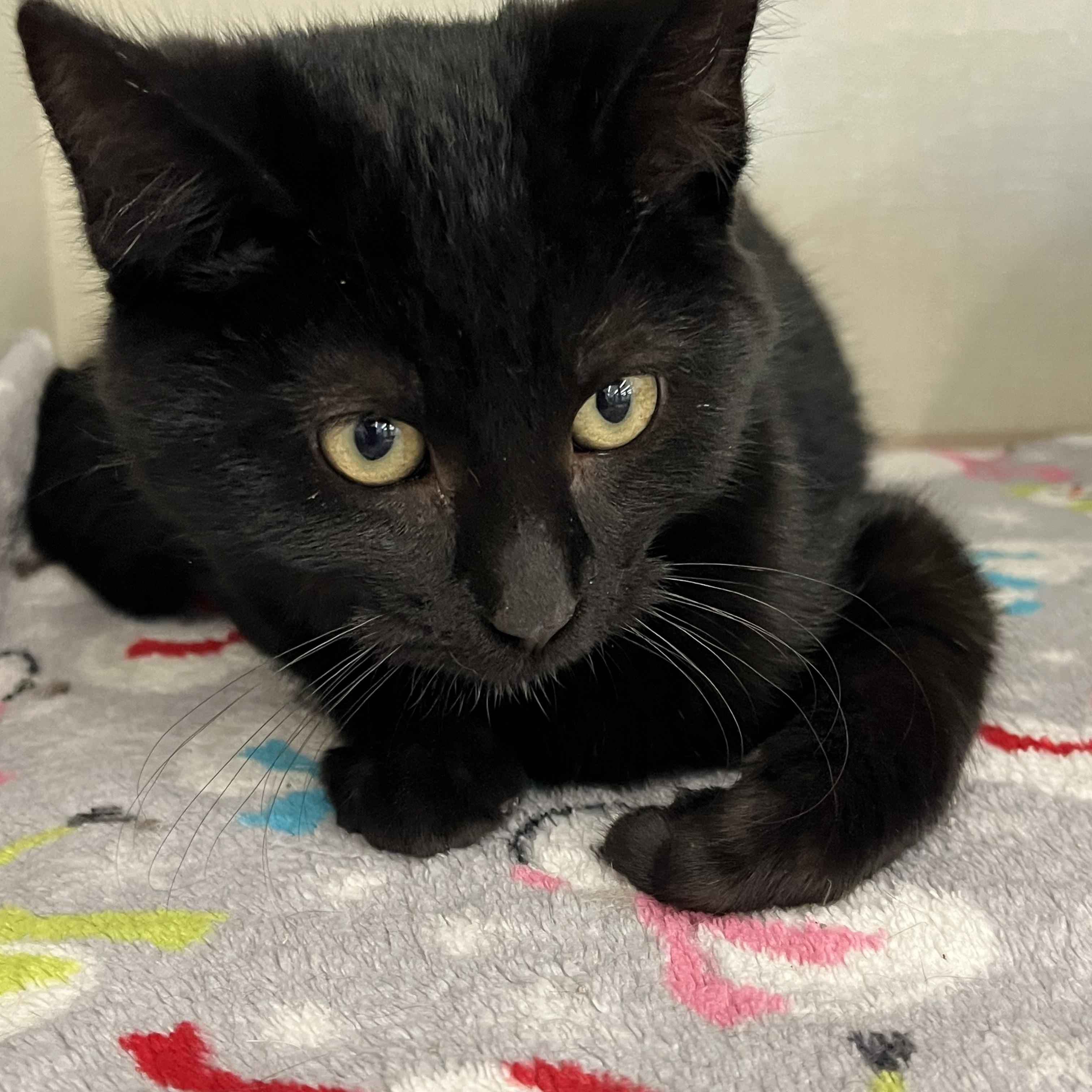 Enlarge Marcus , a Adoptable Domestic Short Hair in Moline, IL image 1/6