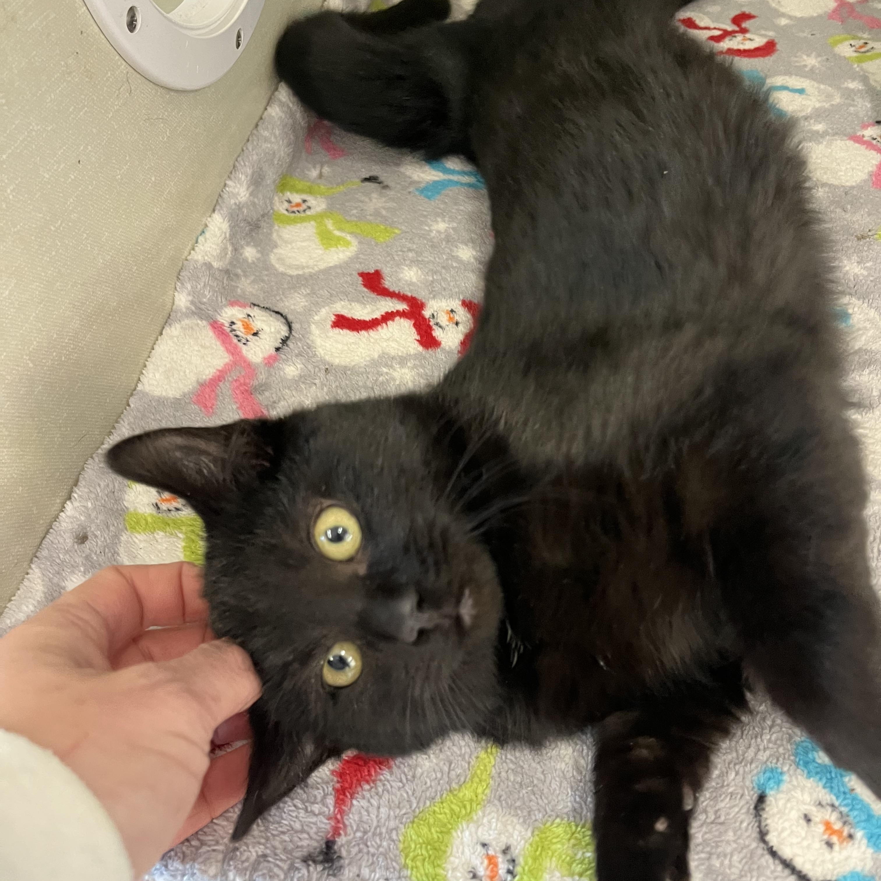 Enlarge Marcus , a Adoptable Domestic Short Hair in Moline, IL image 4/6