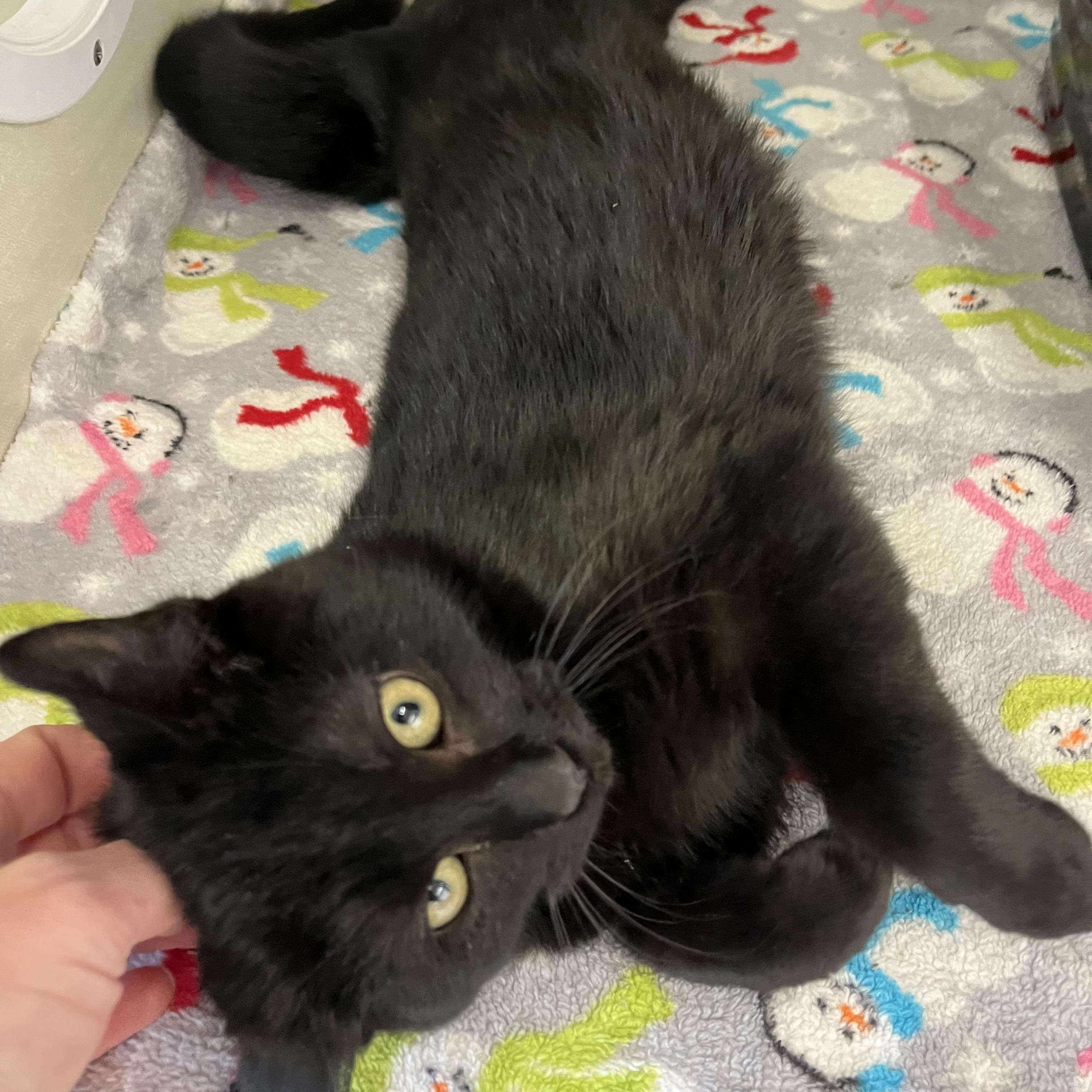 Enlarge Marcus , a Adoptable Domestic Short Hair in Moline, IL image 2/6